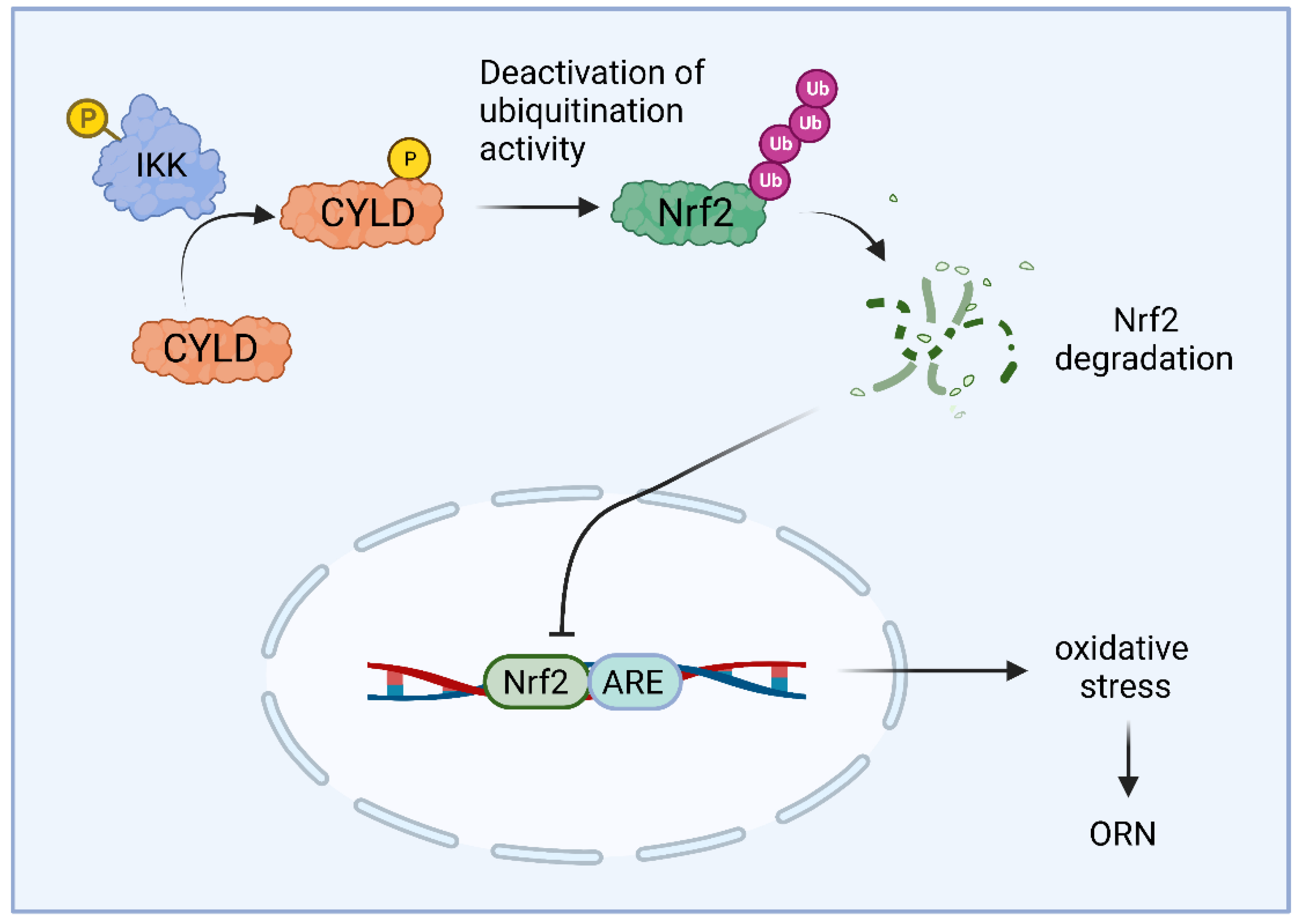 Ijms 24 08368 g001 Ijms 24 08368 g001
