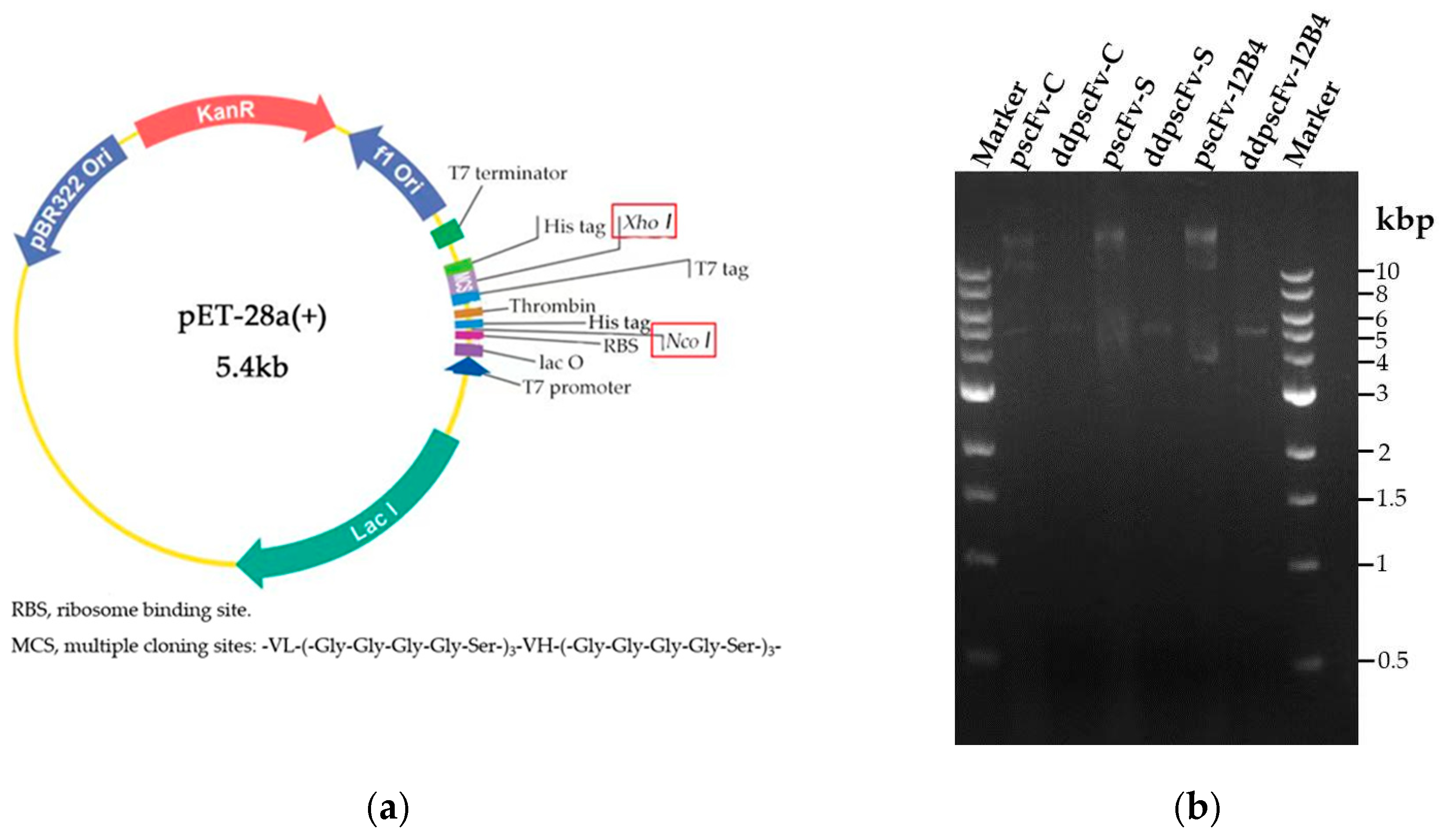 Ijms 24 08371 g001 Ijms 24 08371 g001