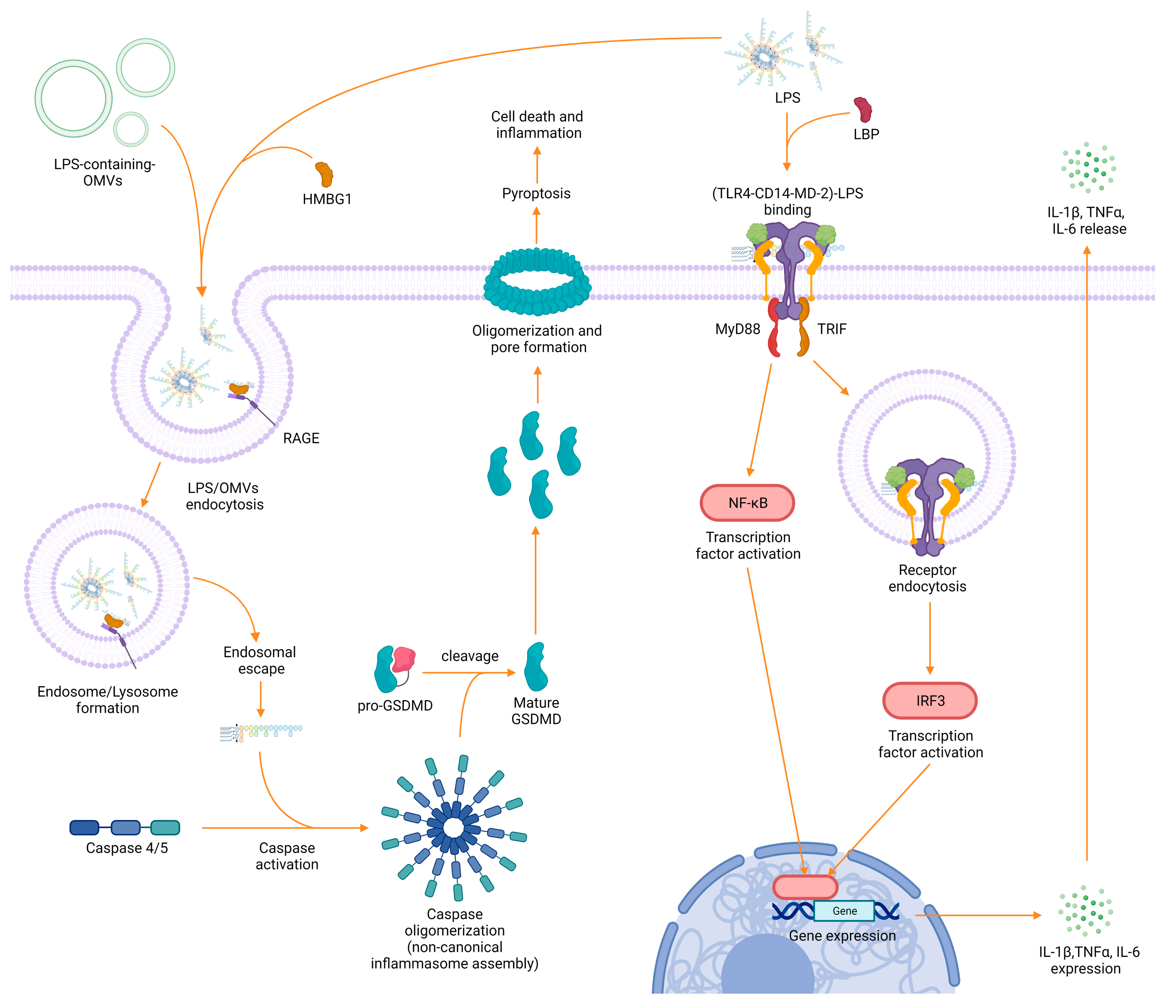 Ijms 24 08395 g003 Ijms 24 08395 g003