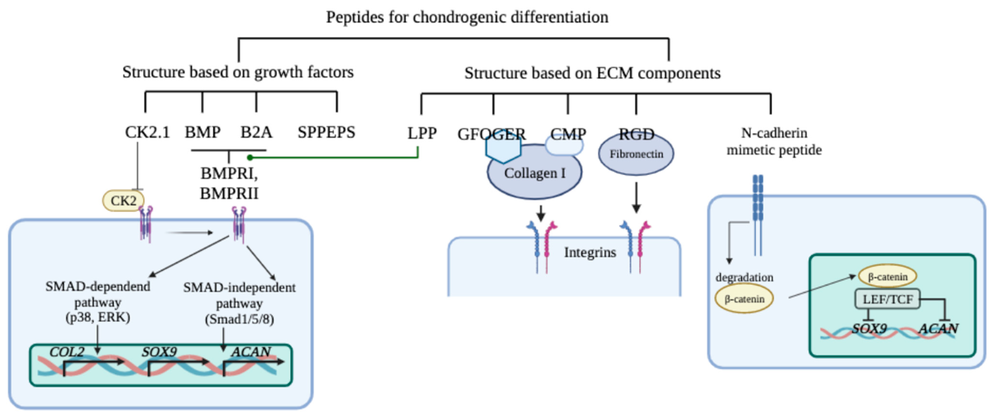 Ijms 24 08415 g002 Ijms 24 08415 g002