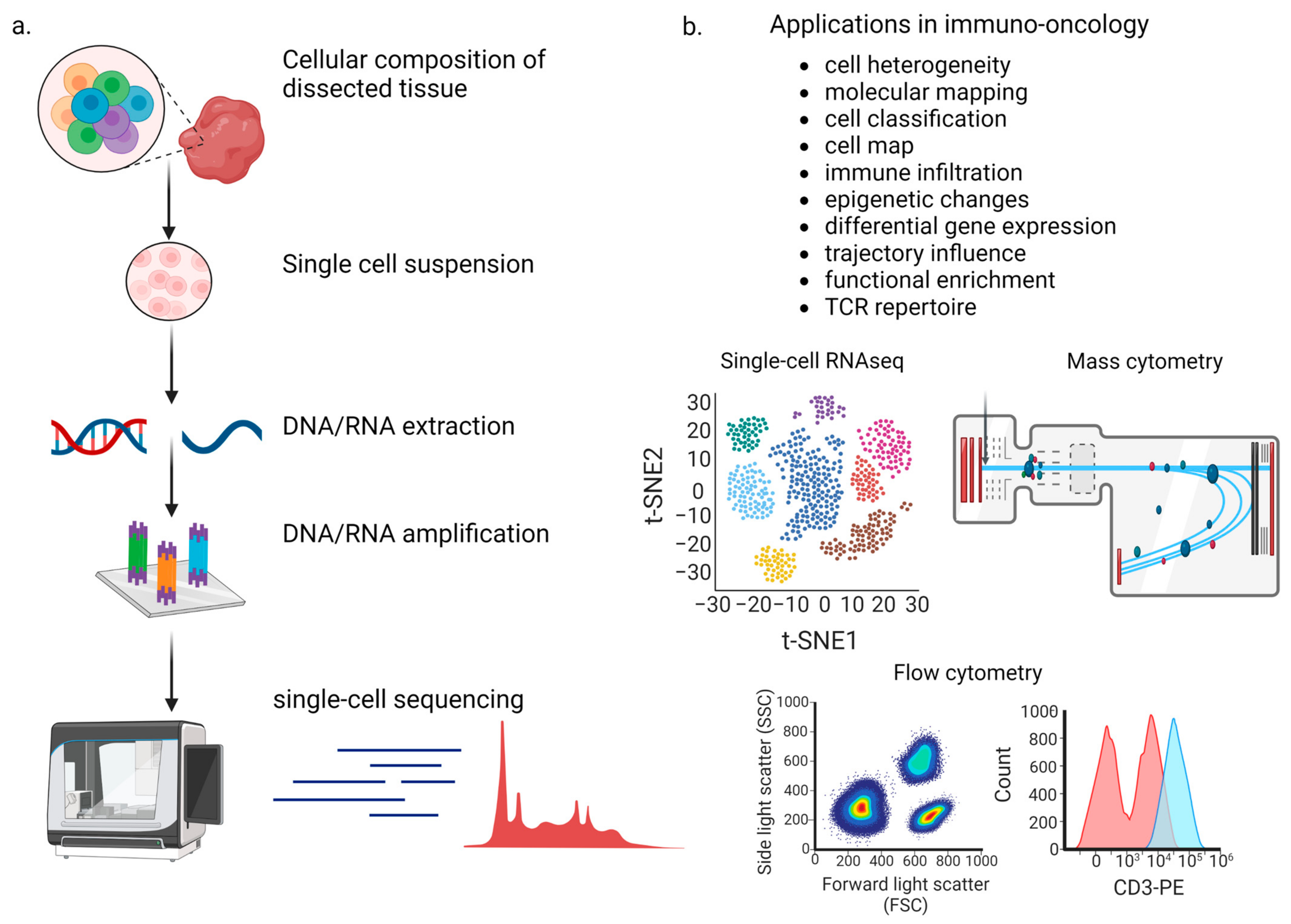 Frontiers  Single-cell detection of primary transcripts, their