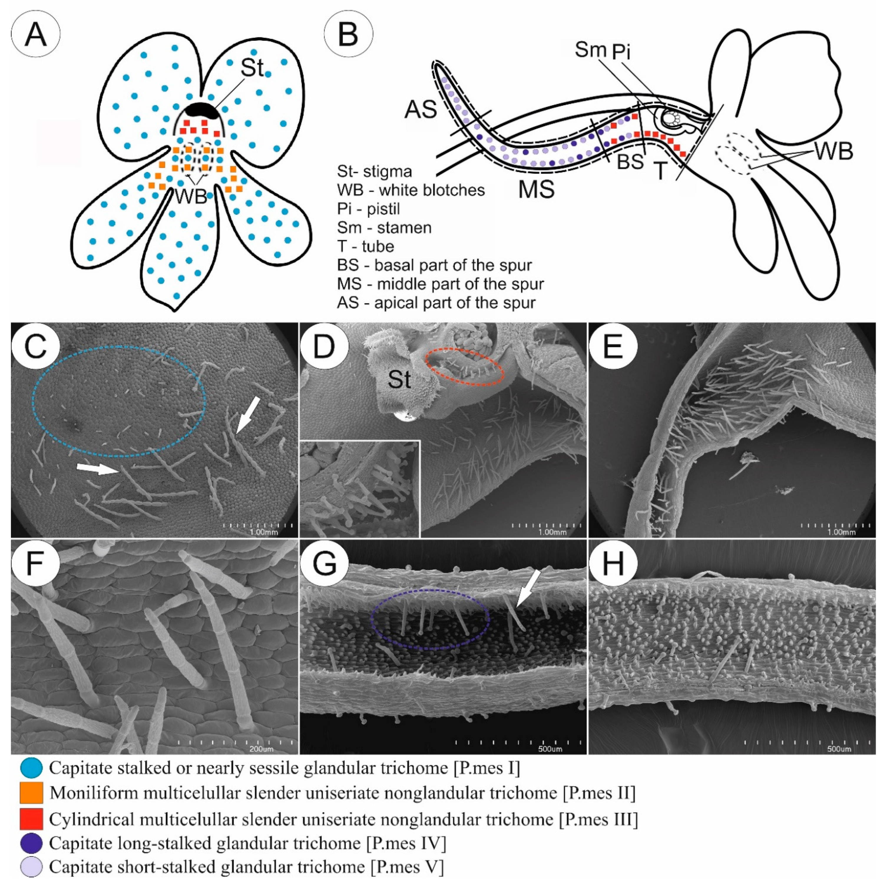 Ijms 24 08423 g005 Ijms 24 08423 g005