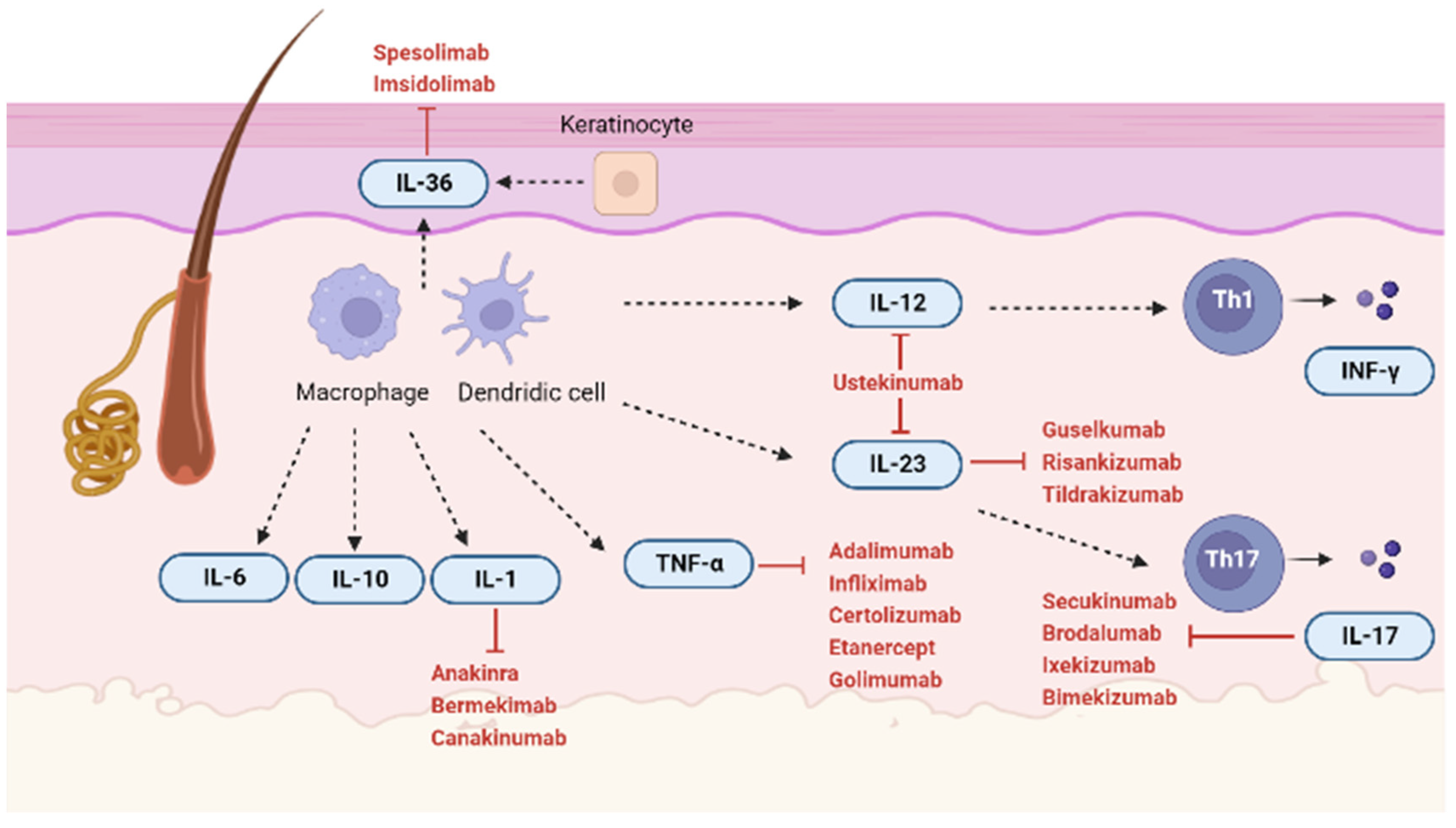 IJMS Free FullText New Insight into the Molecular Pathomechanism
