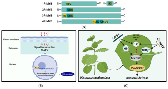 The Role of Plant Transcription Factors in the Fight against Plant Viruses