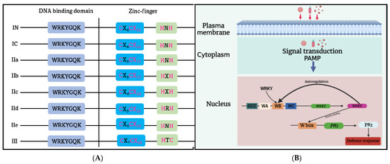 The Role of Plant Transcription Factors in the Fight against Plant Viruses