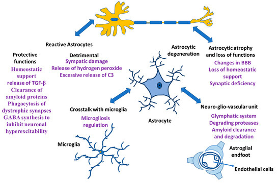 Astrocyte Biology Diagrams