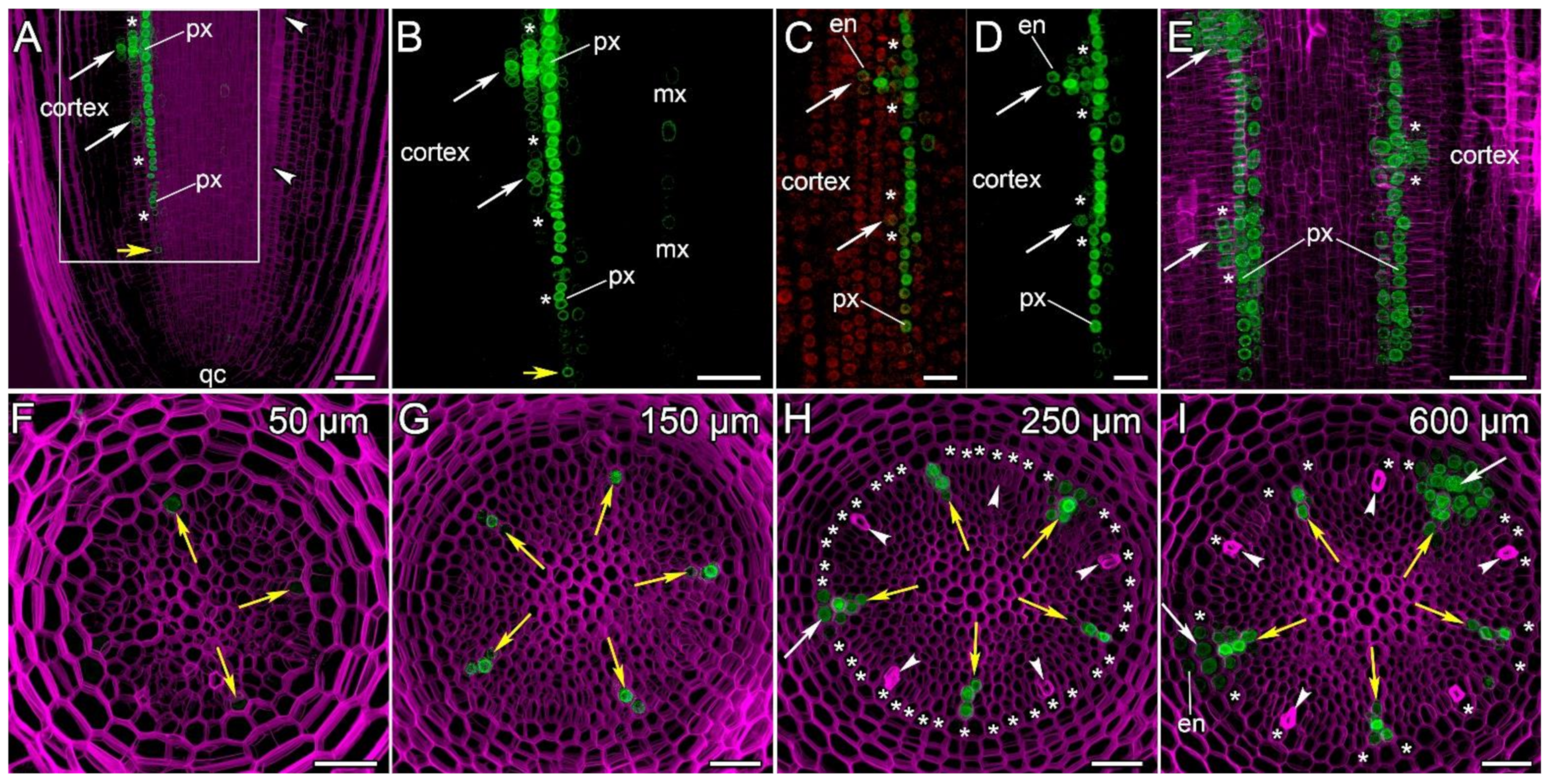 Ijms 24 08440 g006 Ijms 24 08440 g006