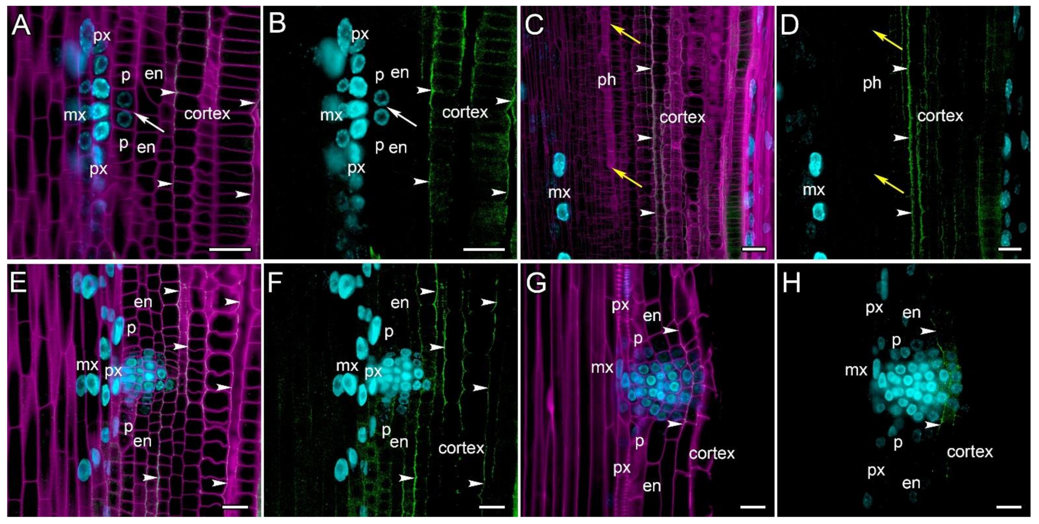 Ijms 24 08440 g008 Ijms 24 08440 g008