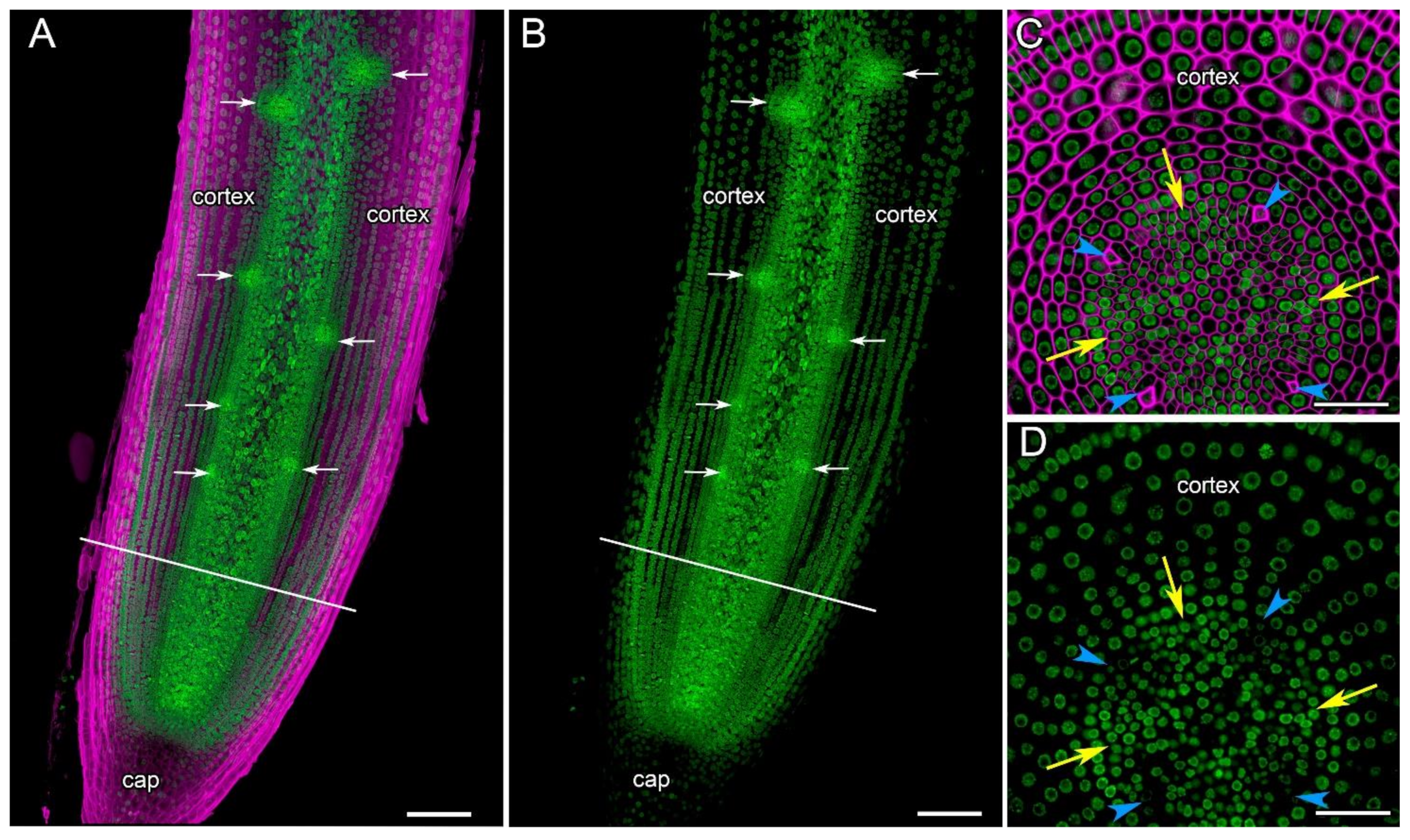 Ijms 24 08440 g009 Ijms 24 08440 g009