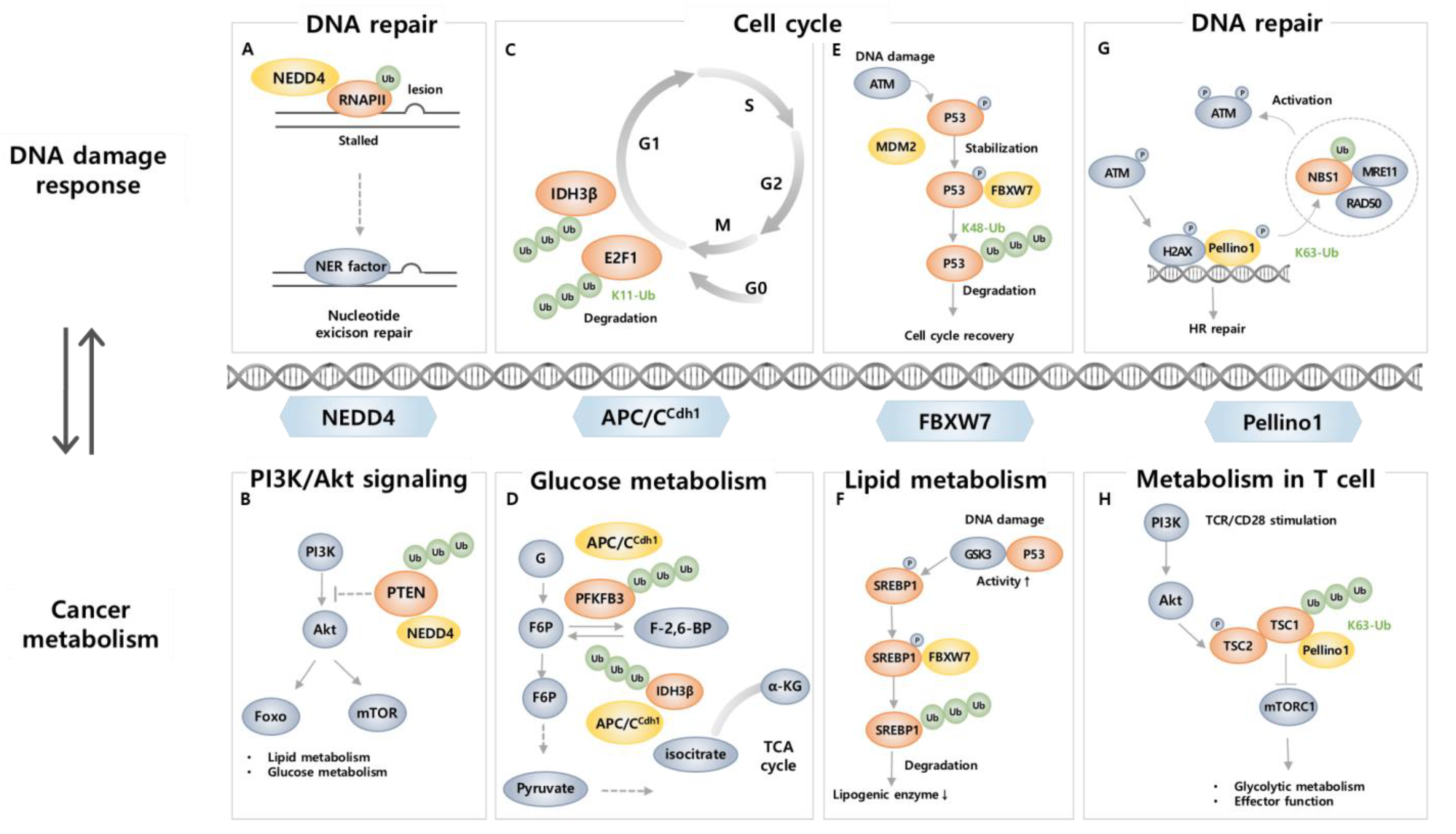 Ijms 24 08441 g002 Ijms 24 08441 g002