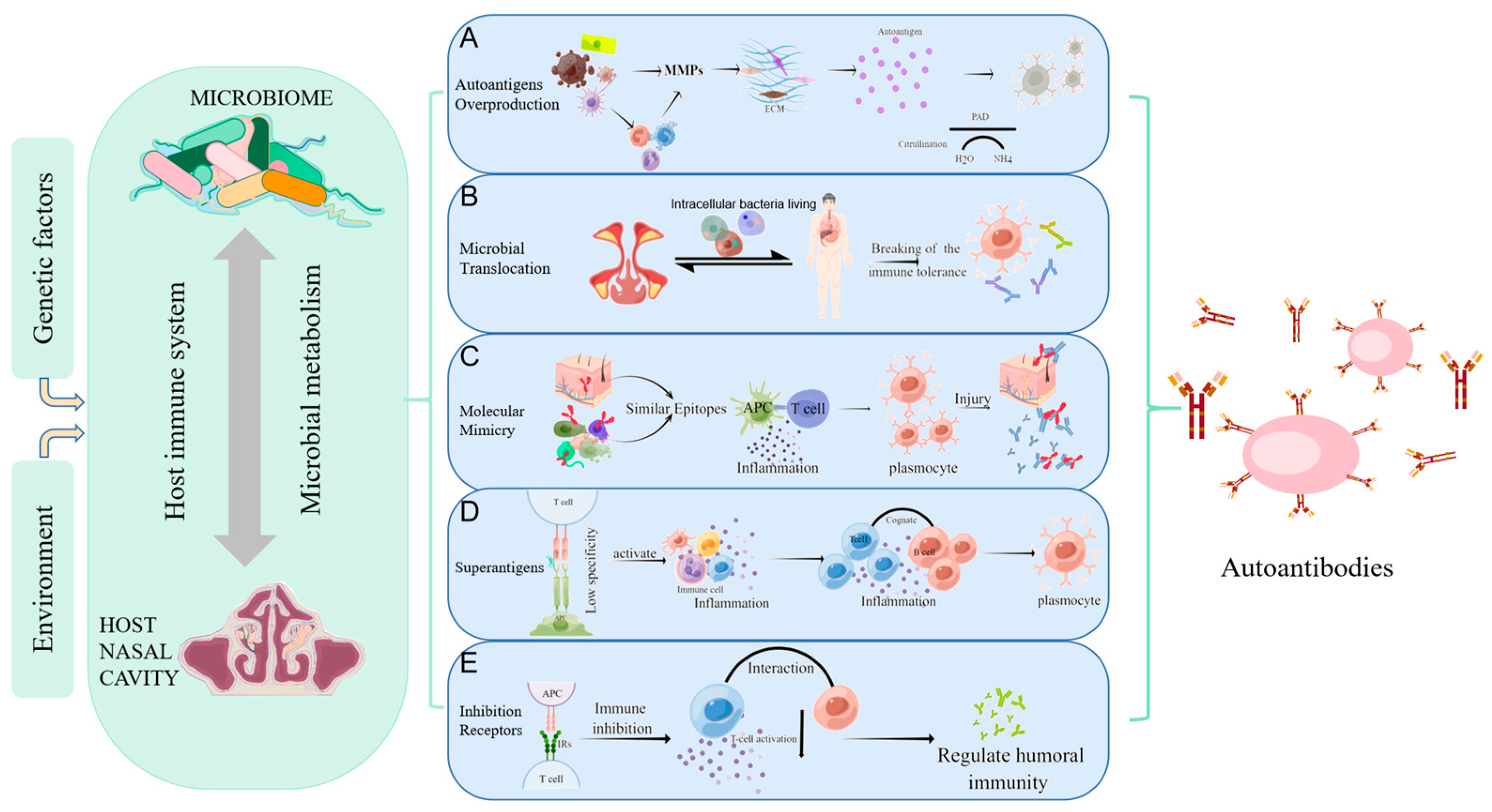IJMS Free FullText Autoimmunity A New Focus on Nasal Polyps