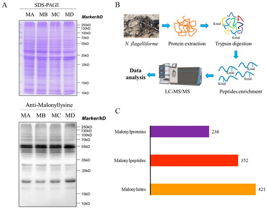 The Enzyme Lysine Malonylation of Calvin Cycle and