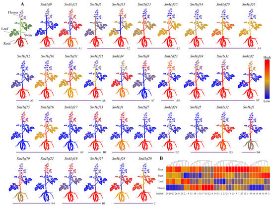 Genome-Wide Characterization and Expression of the Hsf Gene Family in ...