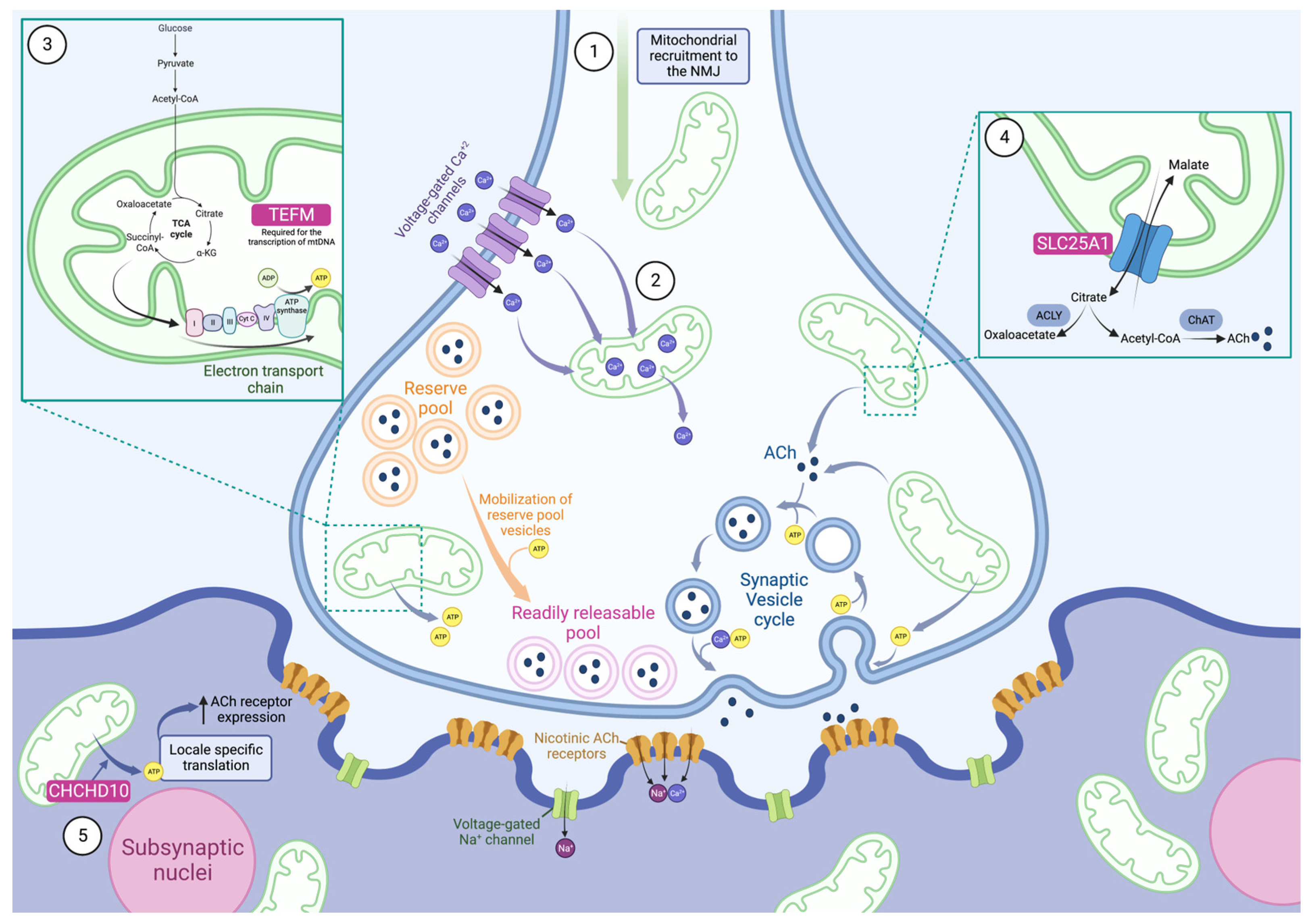 Ijms 24 08505 g001 Ijms 24 08505 g001