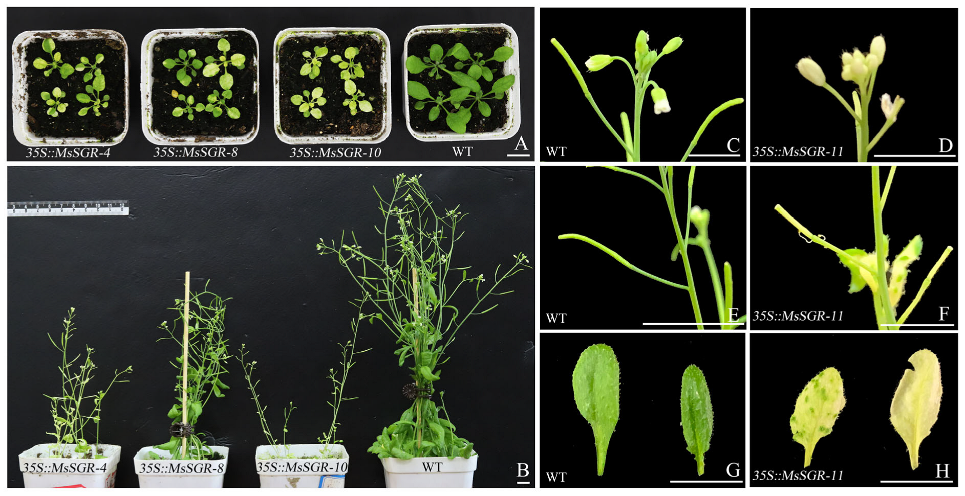 Ijms 24 08510 g006 Ijms 24 08510 g006