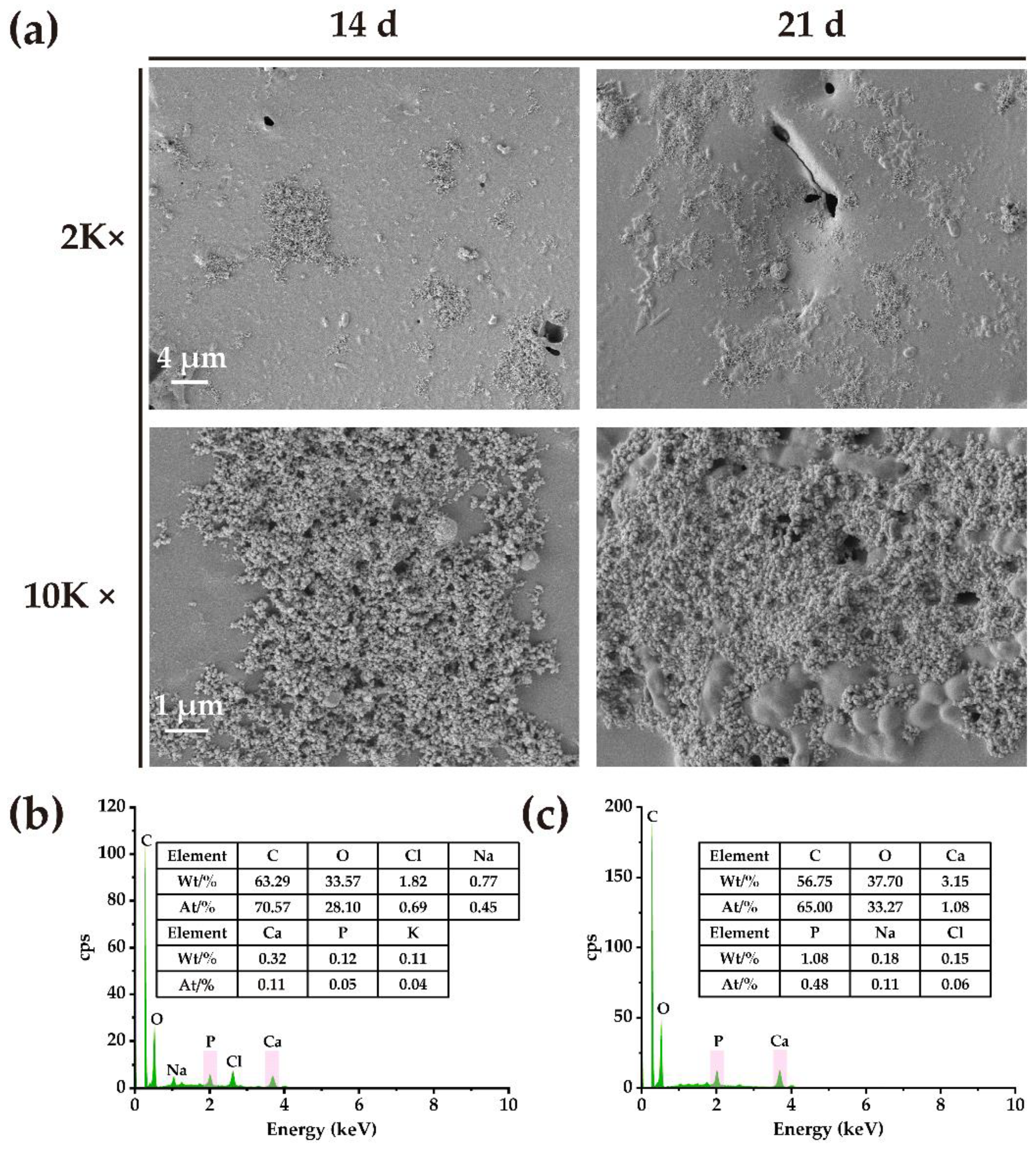 Ijms 24 08519 g003 Ijms 24 08519 g003