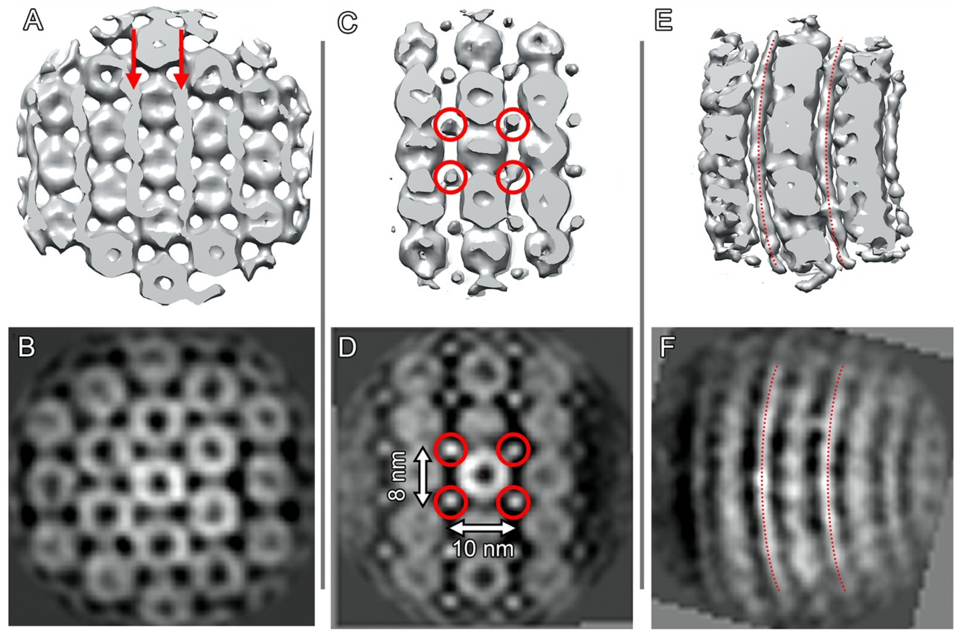 Ijms 24 08534 g007 Ijms 24 08534 g007