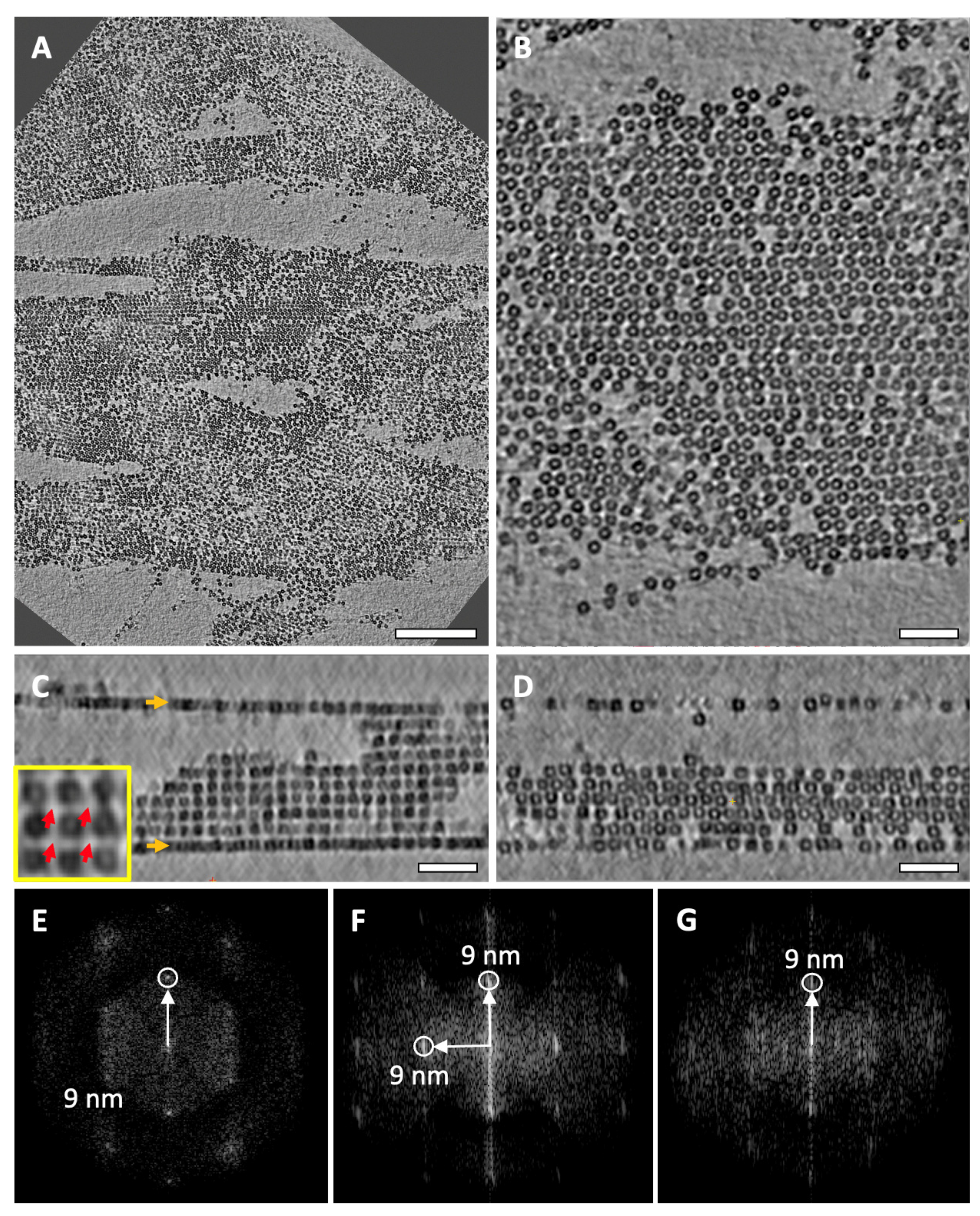 Ijms 24 08534 g0a3 Ijms 24 08534 g0a3