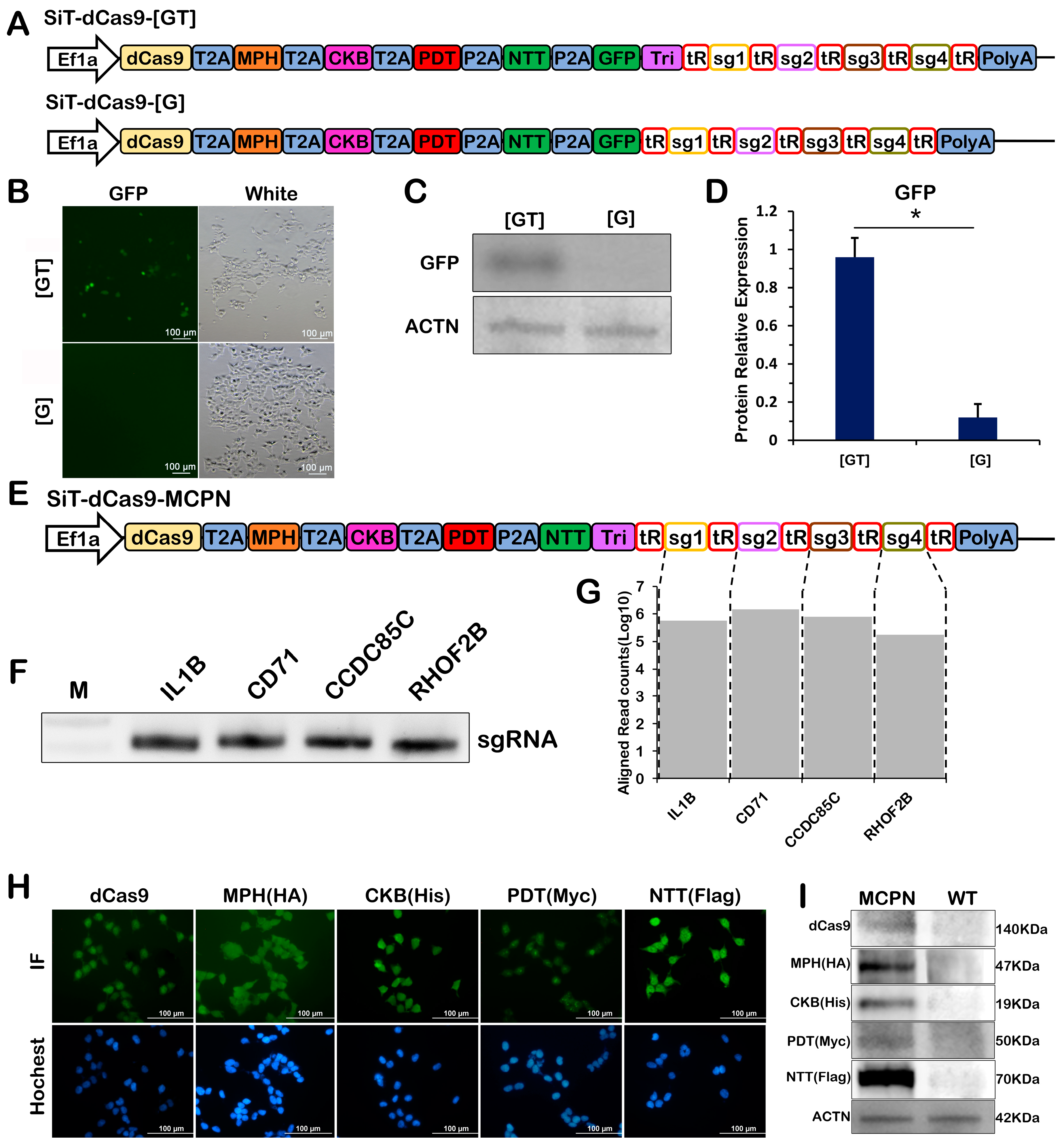Ijms 24 08535 g002 Ijms 24 08535 g002