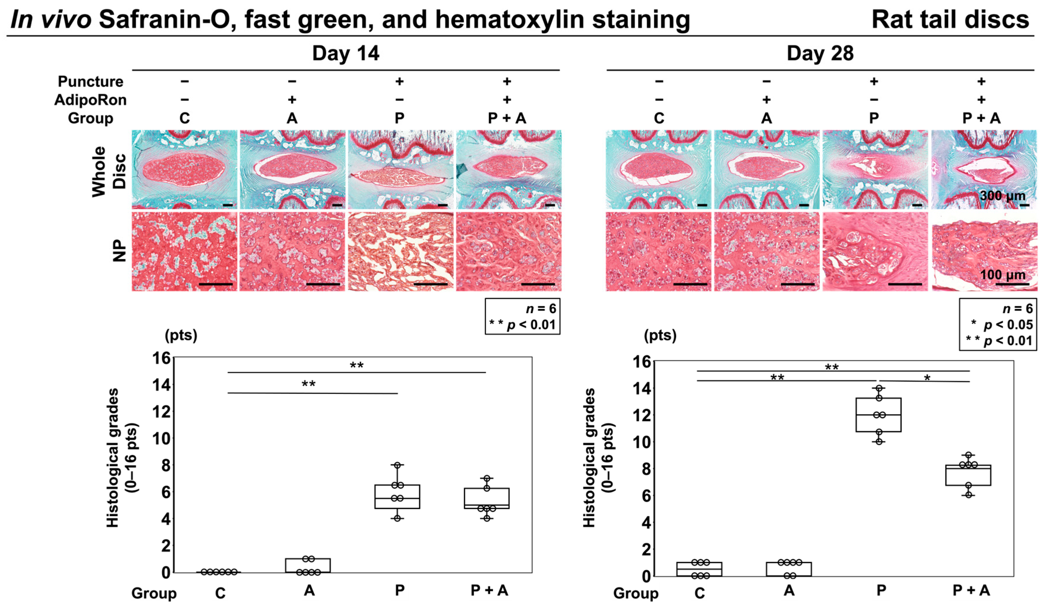 Anti-Inflammatory Effects of Adiponectin Receptor Agonist