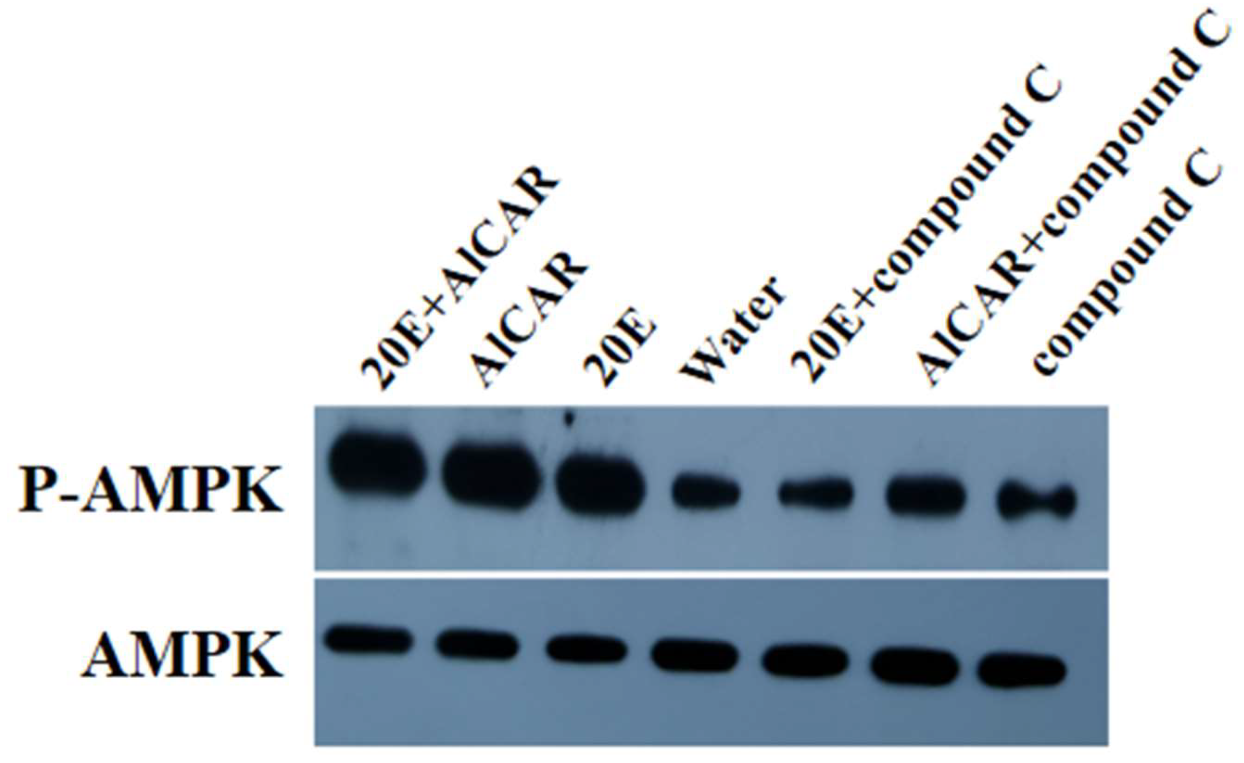 Ijms 24 08587 g003 Ijms 24 08587 g003