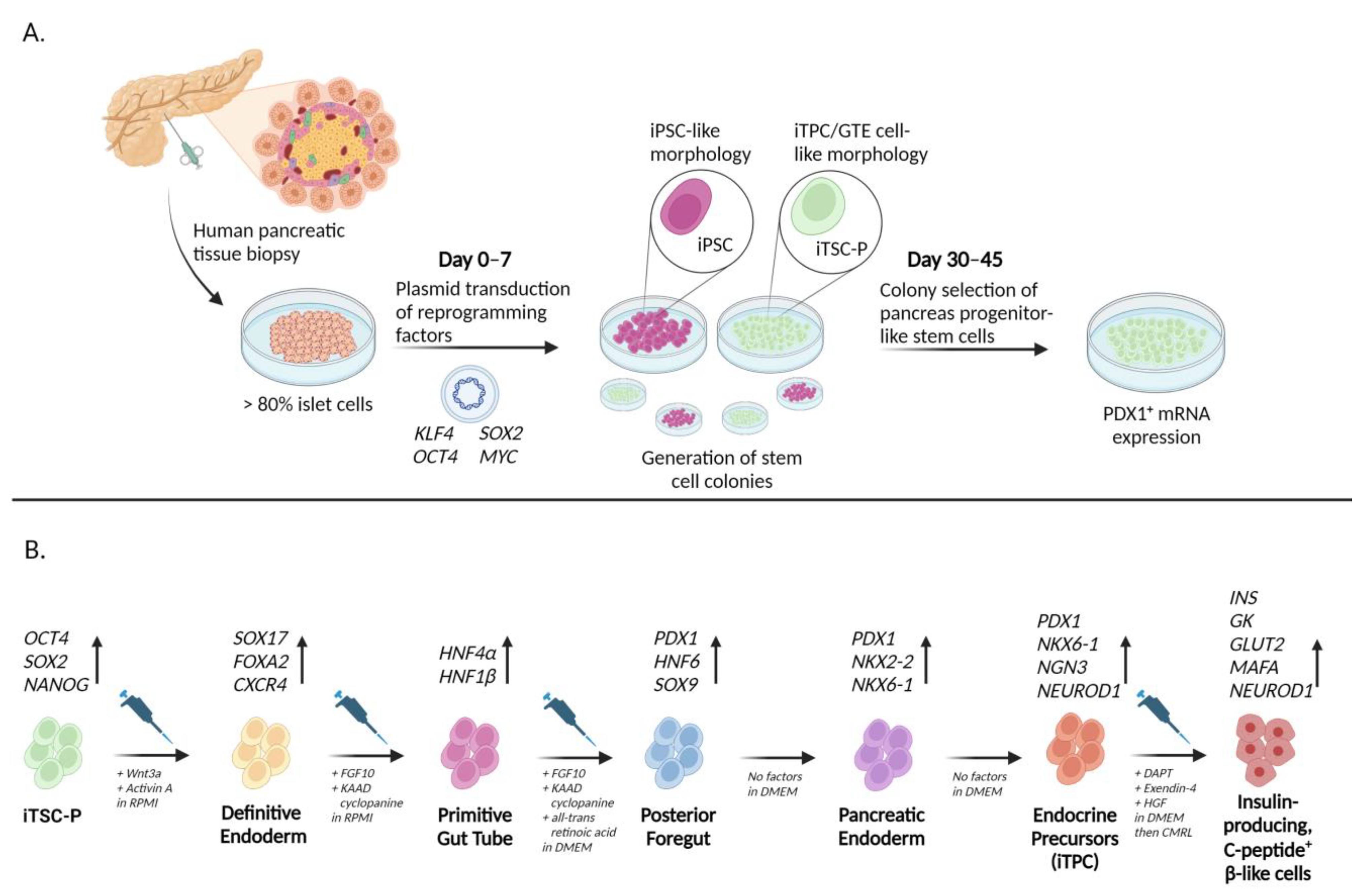 Generation of HEXA-deficient hiPSCs from fibroblasts of a Tay