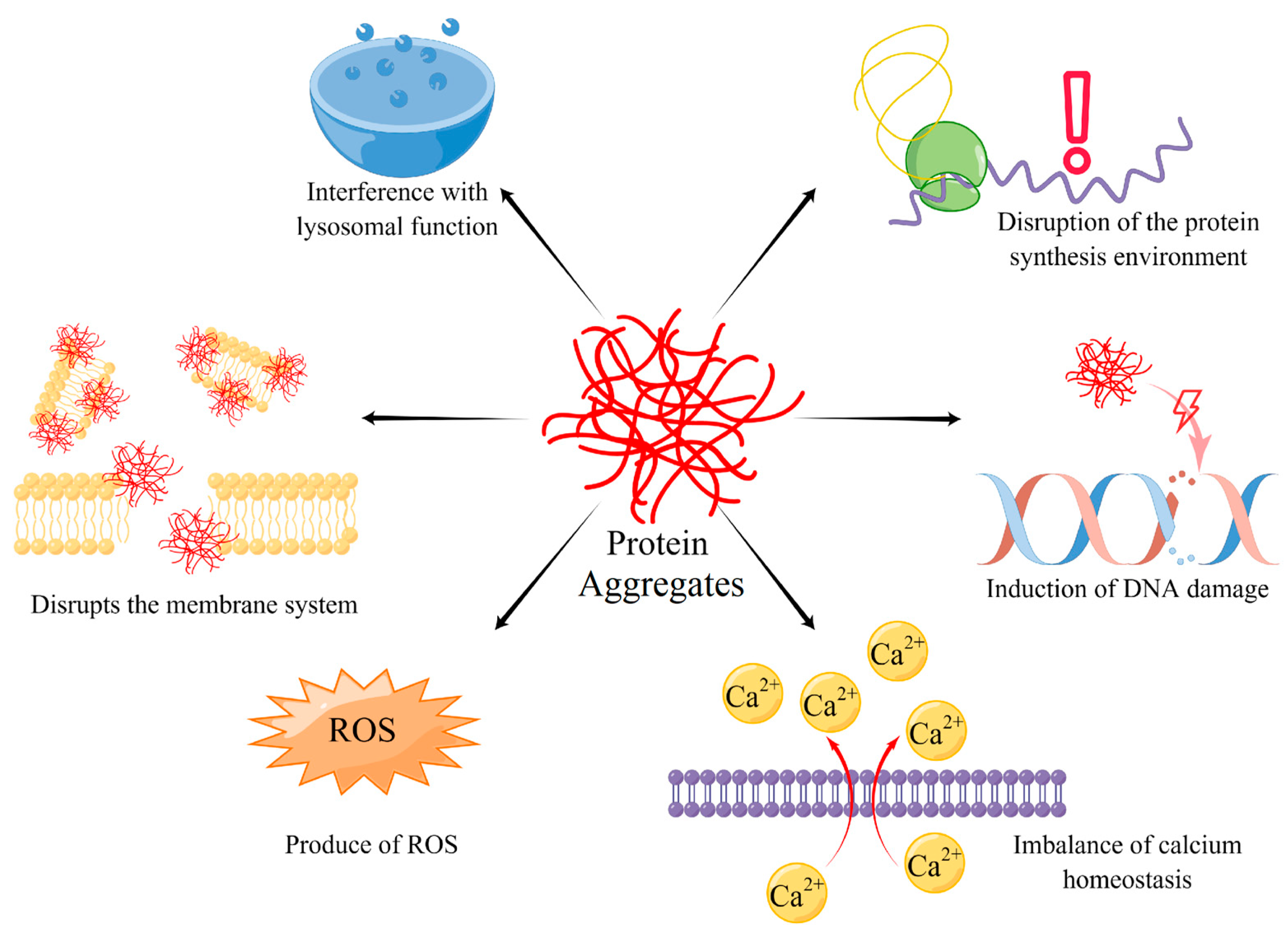 IJMS Free FullText Cellular Protein Aggregates Formation