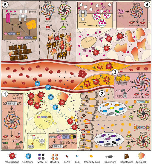 NOD-like Receptors—Emerging Links to Obesity and Associated