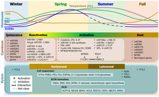 ブラウン　オーラルB -ioシリーズ6 COACH トラベルバッグ 2way ボストンバッグ ブラウン 茶 0503 売約済