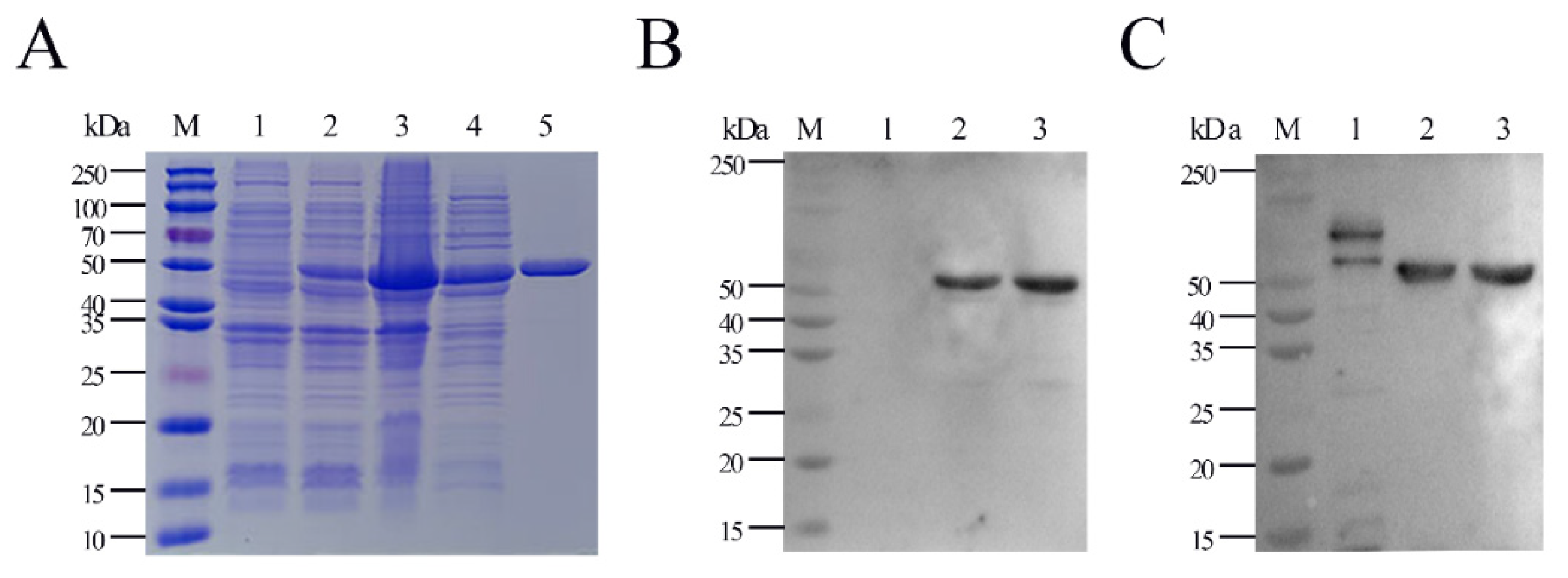 Ijms 24 08638 g001 Ijms 24 08638 g001