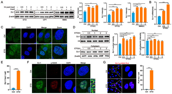 Nuclear DJ-1 Regulates DNA Damage Repair via the Regulation