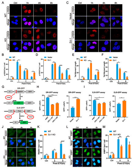 Nuclear DJ-1 Regulates DNA Damage Repair via the Regulation