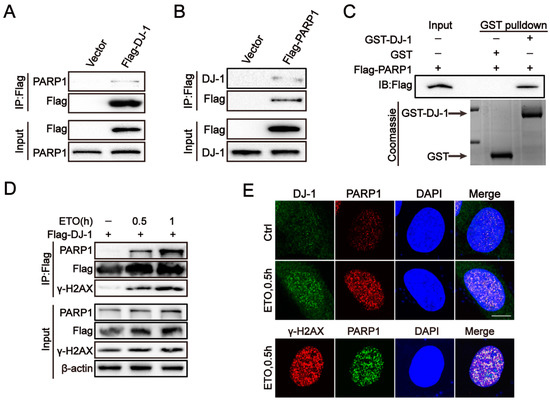 Nuclear DJ-1 Regulates DNA Damage Repair via the Regulation