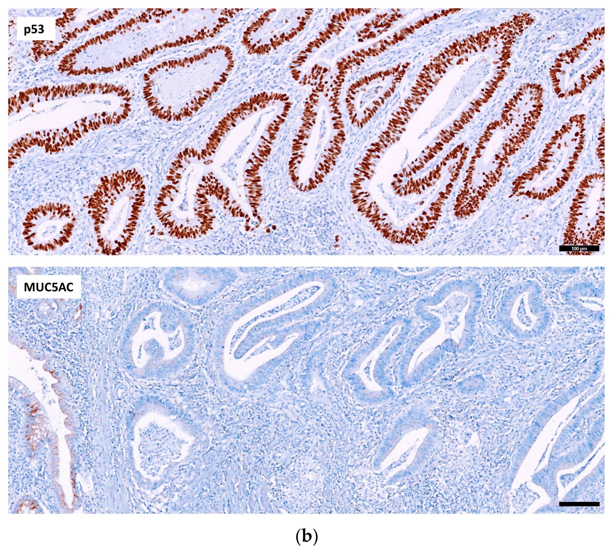 Ijms 24 08655 g001b Ijms 24 08655 g001b