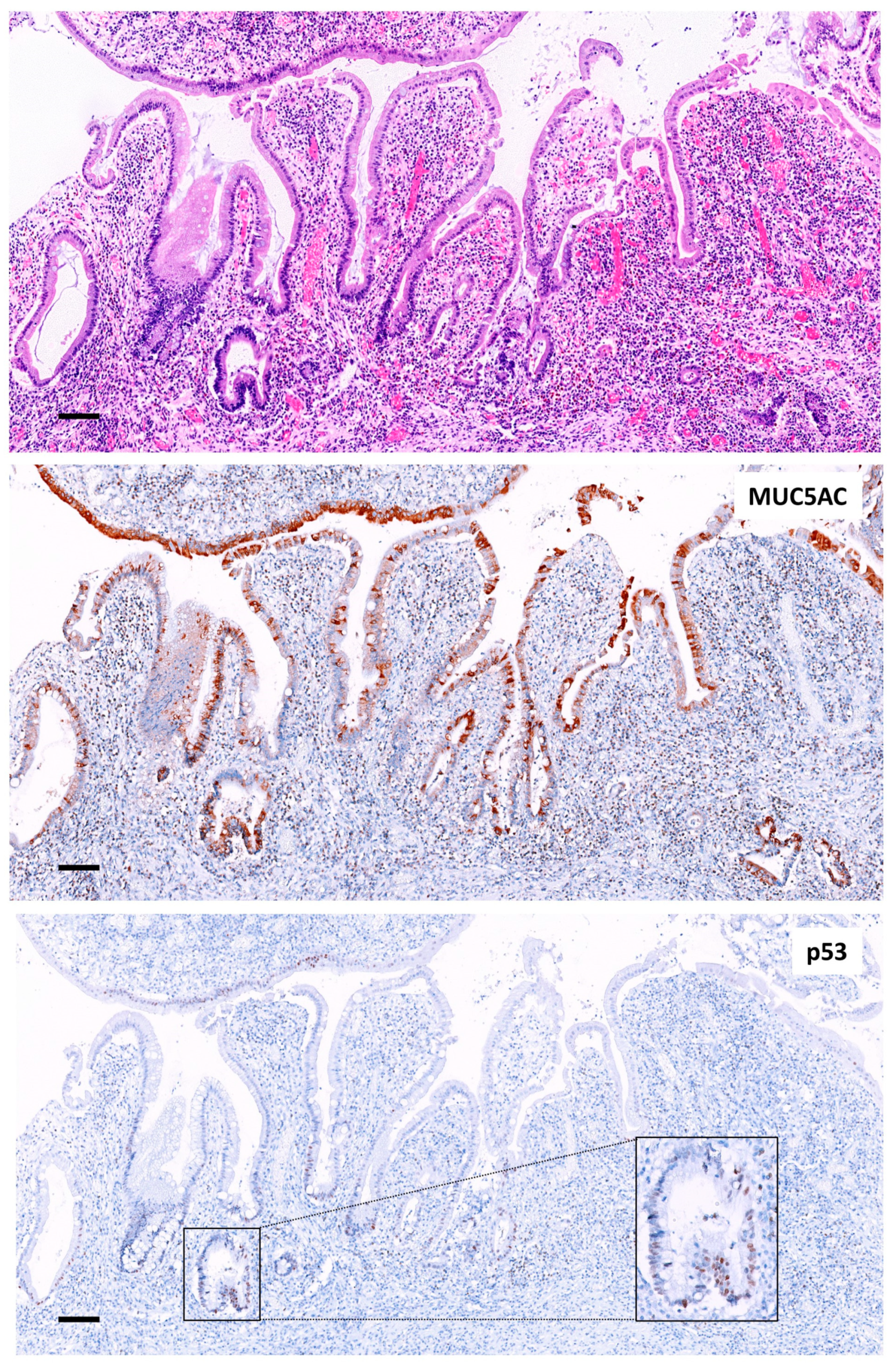 Ijms 24 08655 g003 Ijms 24 08655 g003