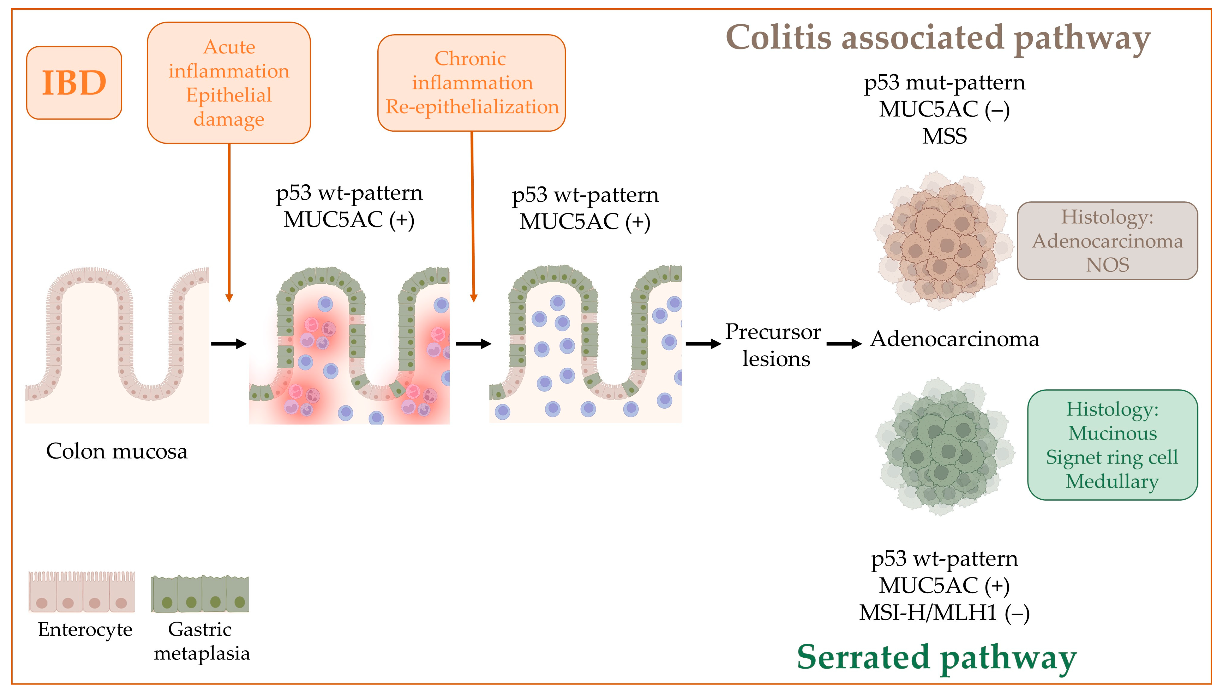 Ijms 24 08655 g006 Ijms 24 08655 g006
