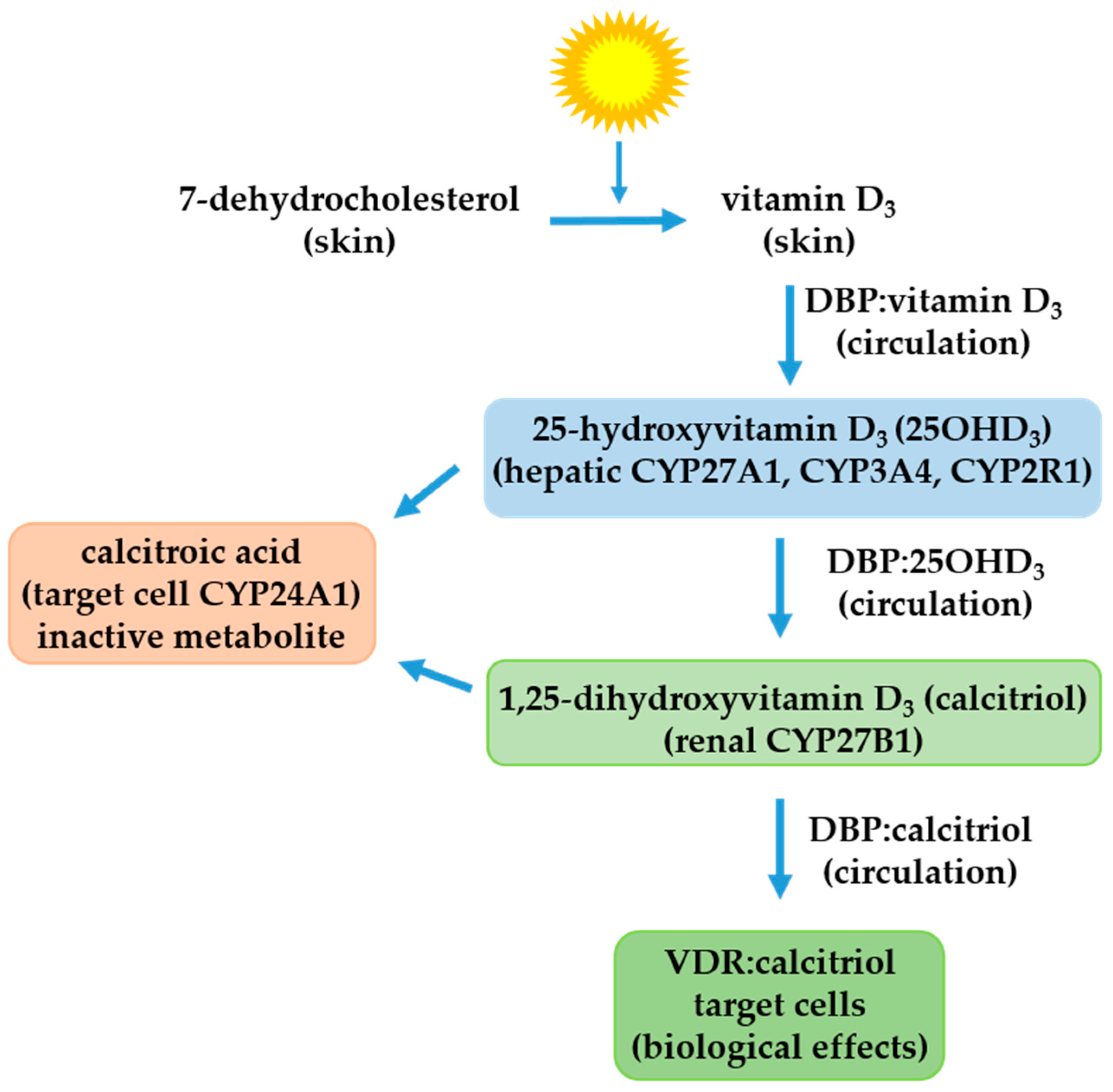 IJMS Free Full-Text The Preventive Role of the Vitamin D Endocrine System in Cervical Cancer