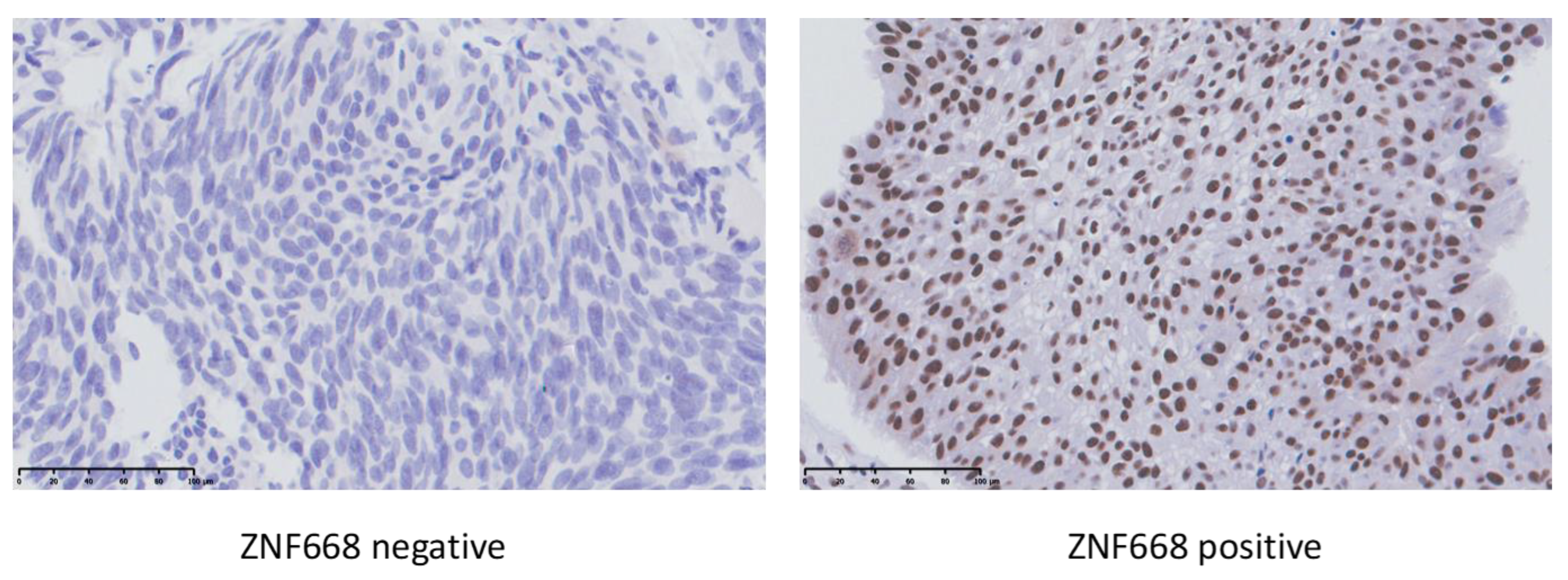 Ijms 24 08668 g001 Ijms 24 08668 g001