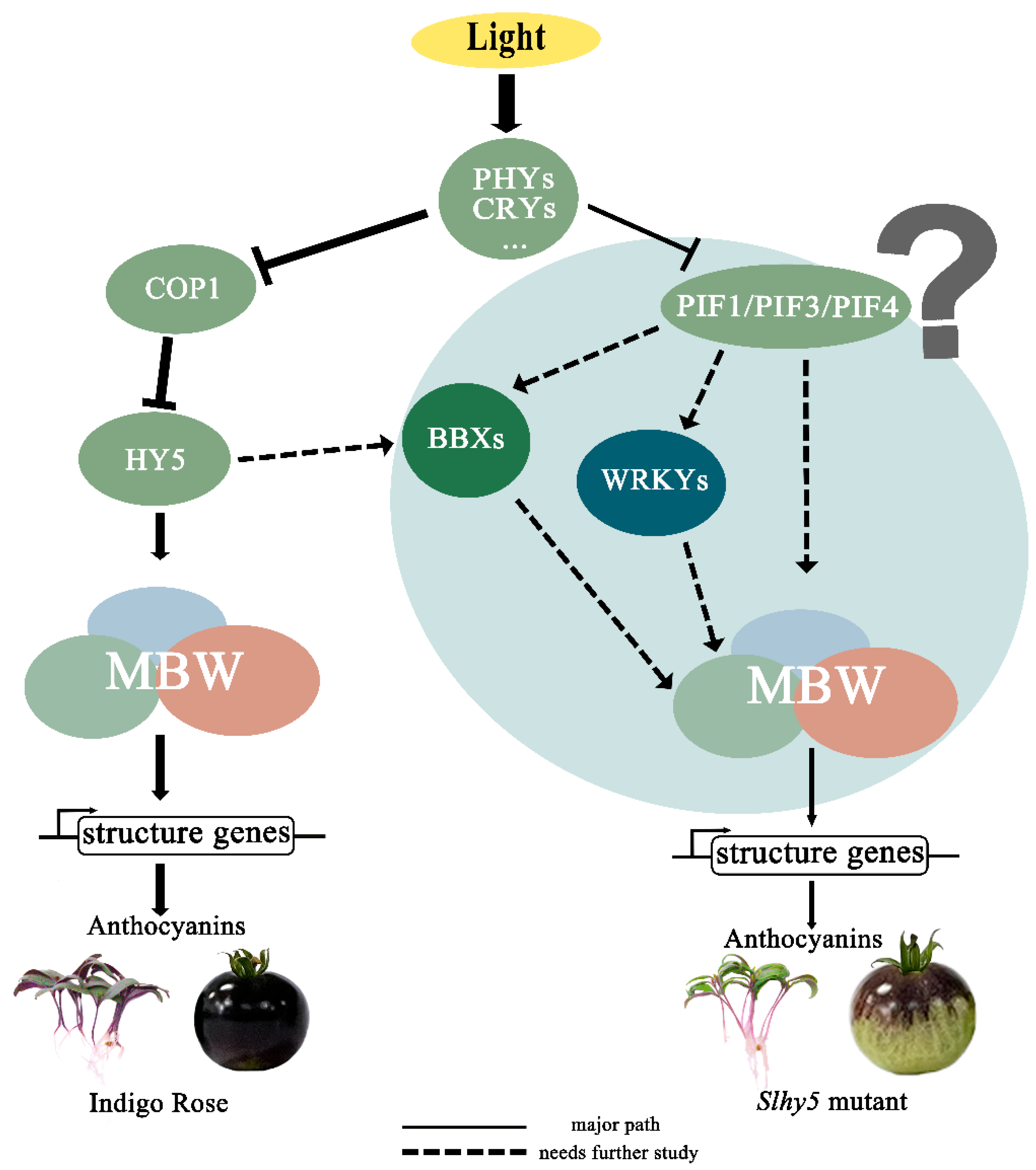 Ijms 24 08690 g010 Ijms 24 08690 g010