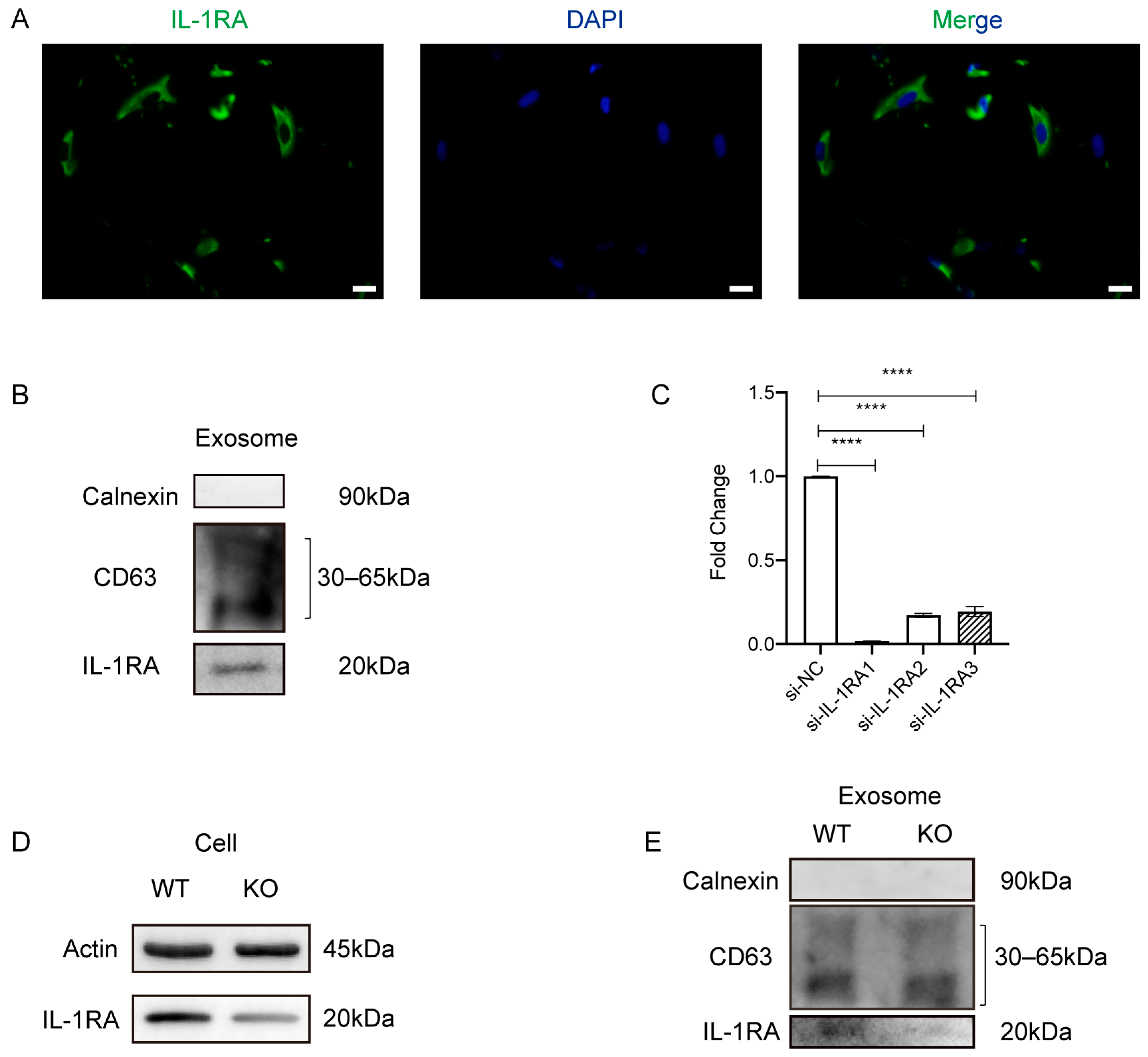 Ijms 24 08694 g004 Ijms 24 08694 g004