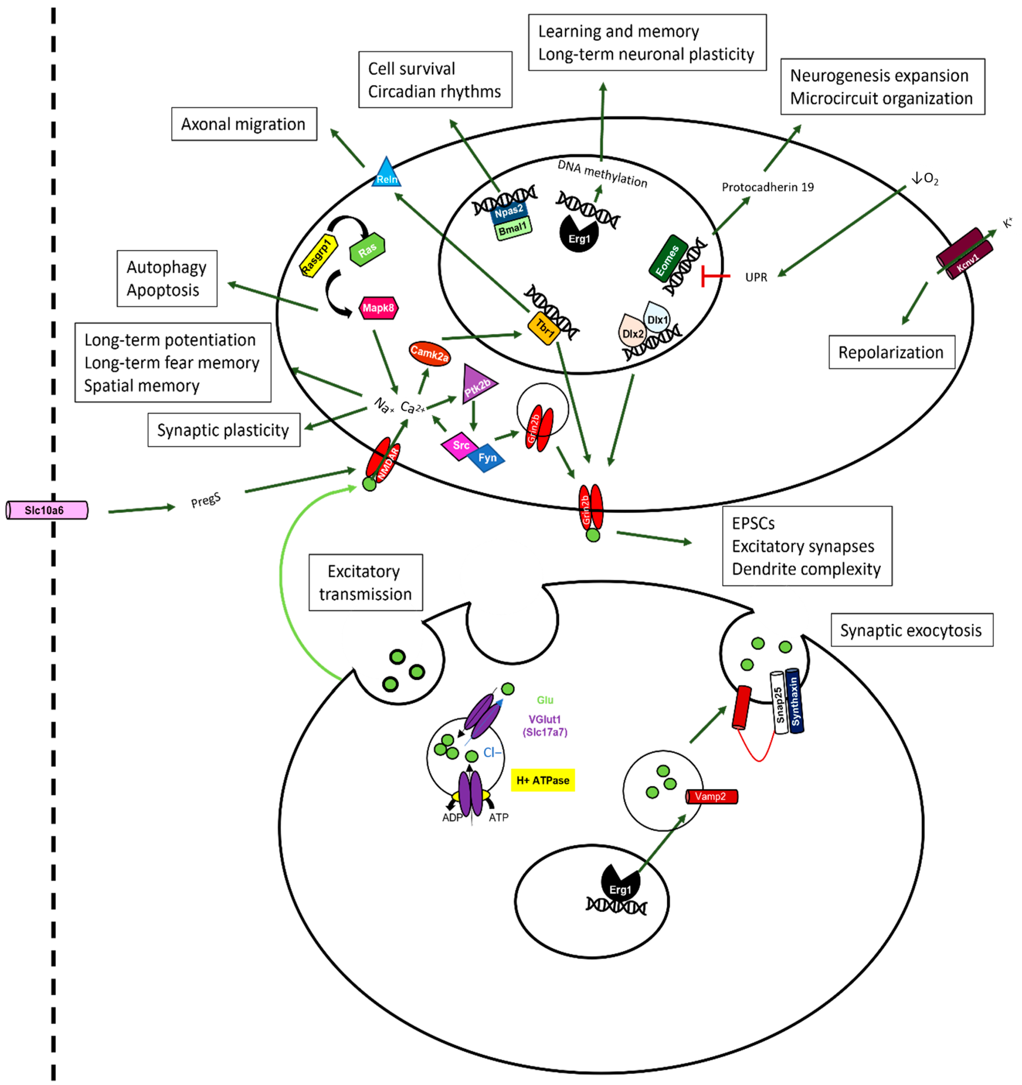 Ijms 24 08696 g008 Ijms 24 08696 g008