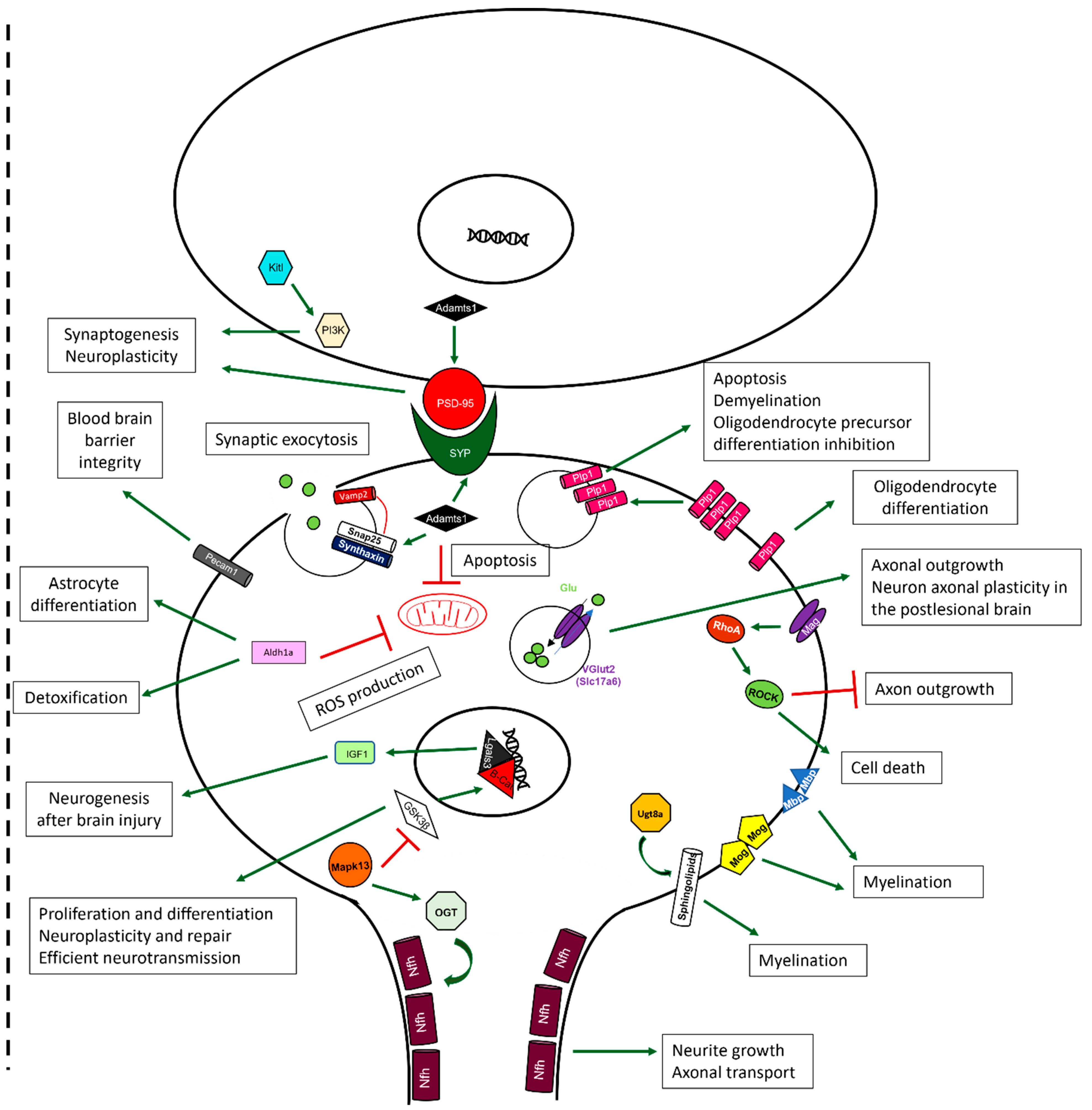 Ijms 24 08696 g009 Ijms 24 08696 g009