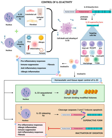 The Role of IL-33/ST2 in COPD and Its Future as an Antibody Therapy