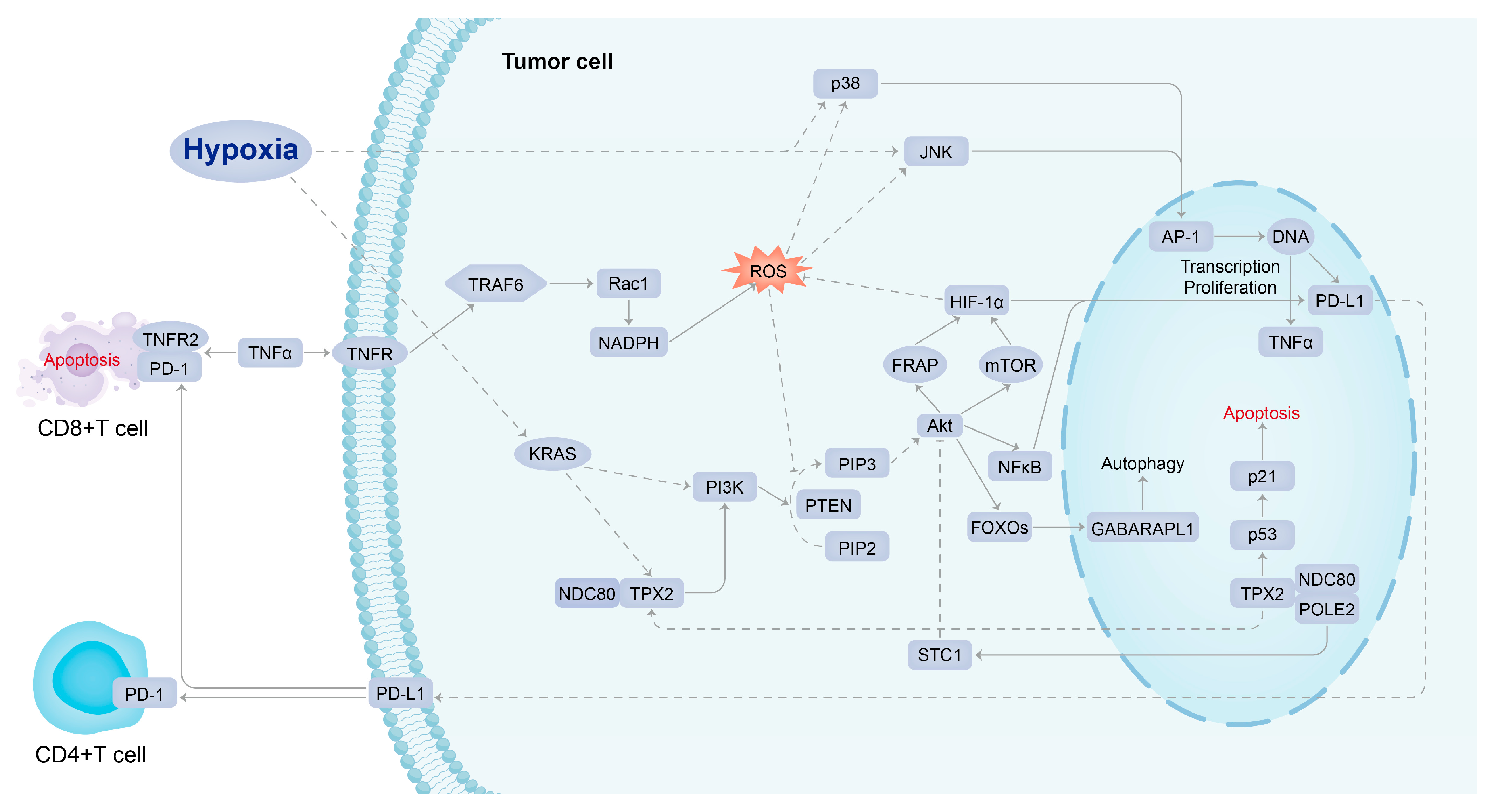Ijms 24 08720 g006 Ijms 24 08720 g006