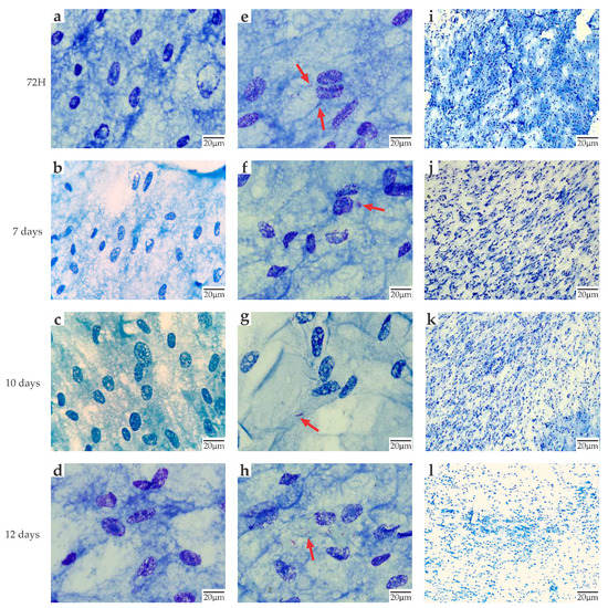 Mycobacterium Leprae Life Cycle