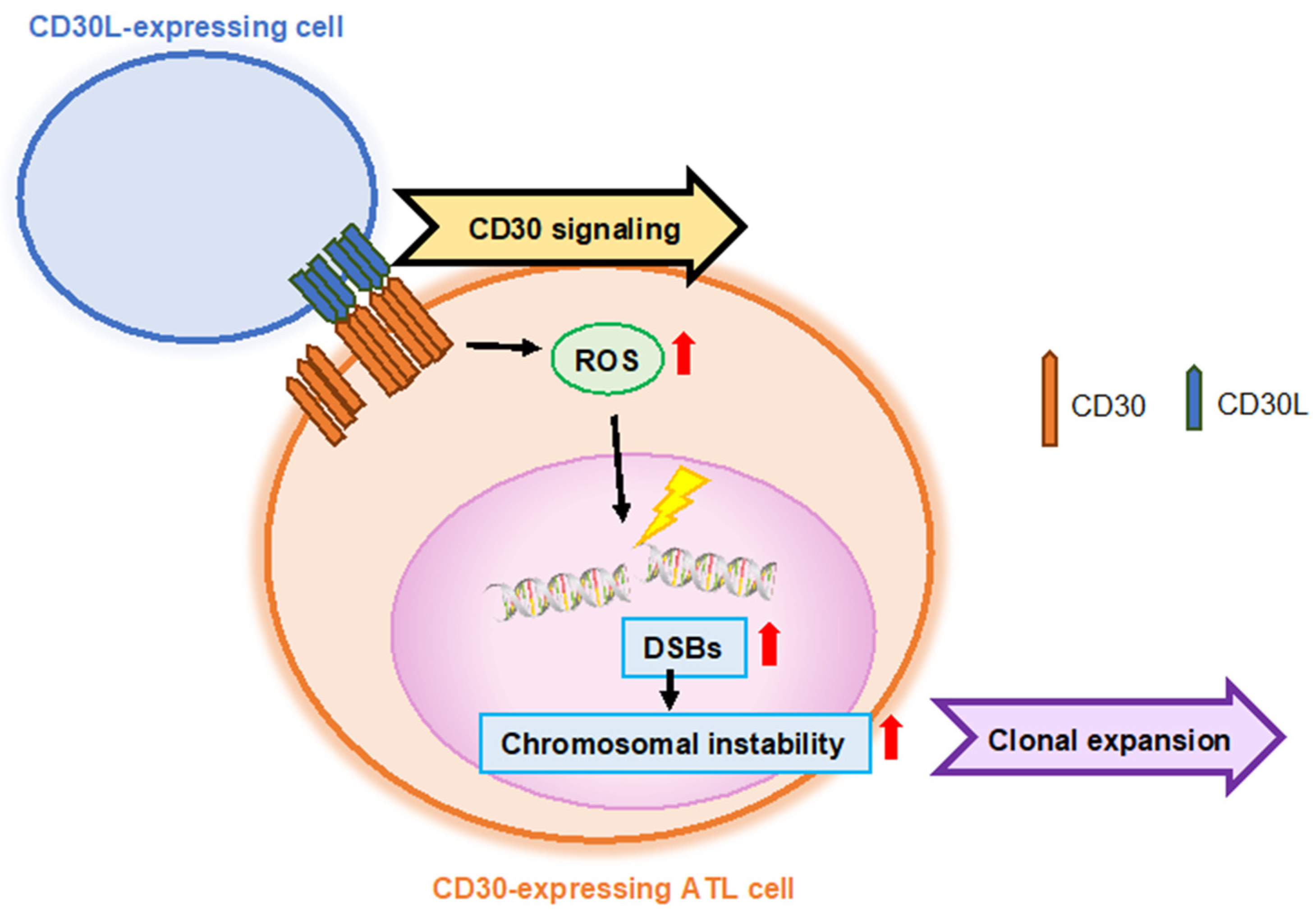 cd30 mp3 code