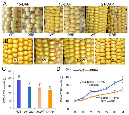 seed HCC1, a Polygalacturonase, Regulates Chlorophyll Degradation