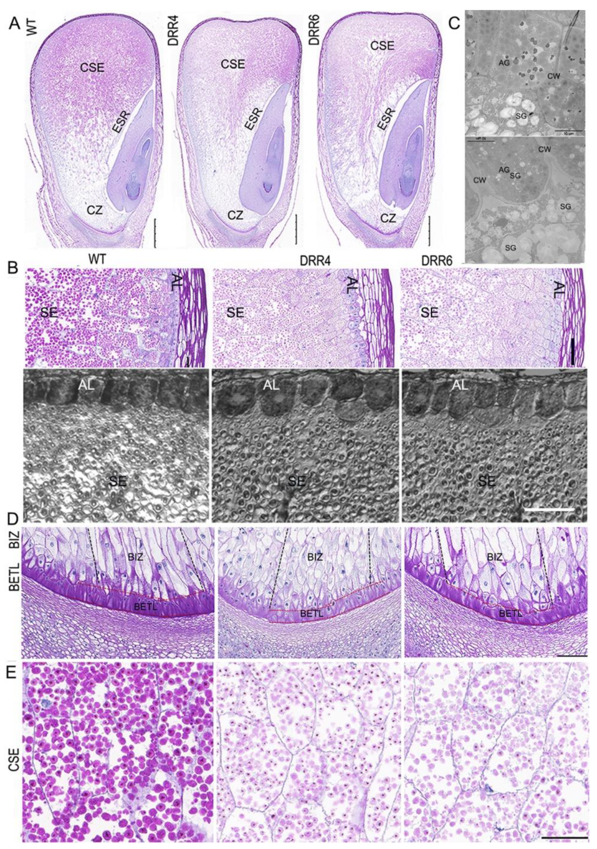 Ijms 24 08735 g004 Ijms 24 08735 g004