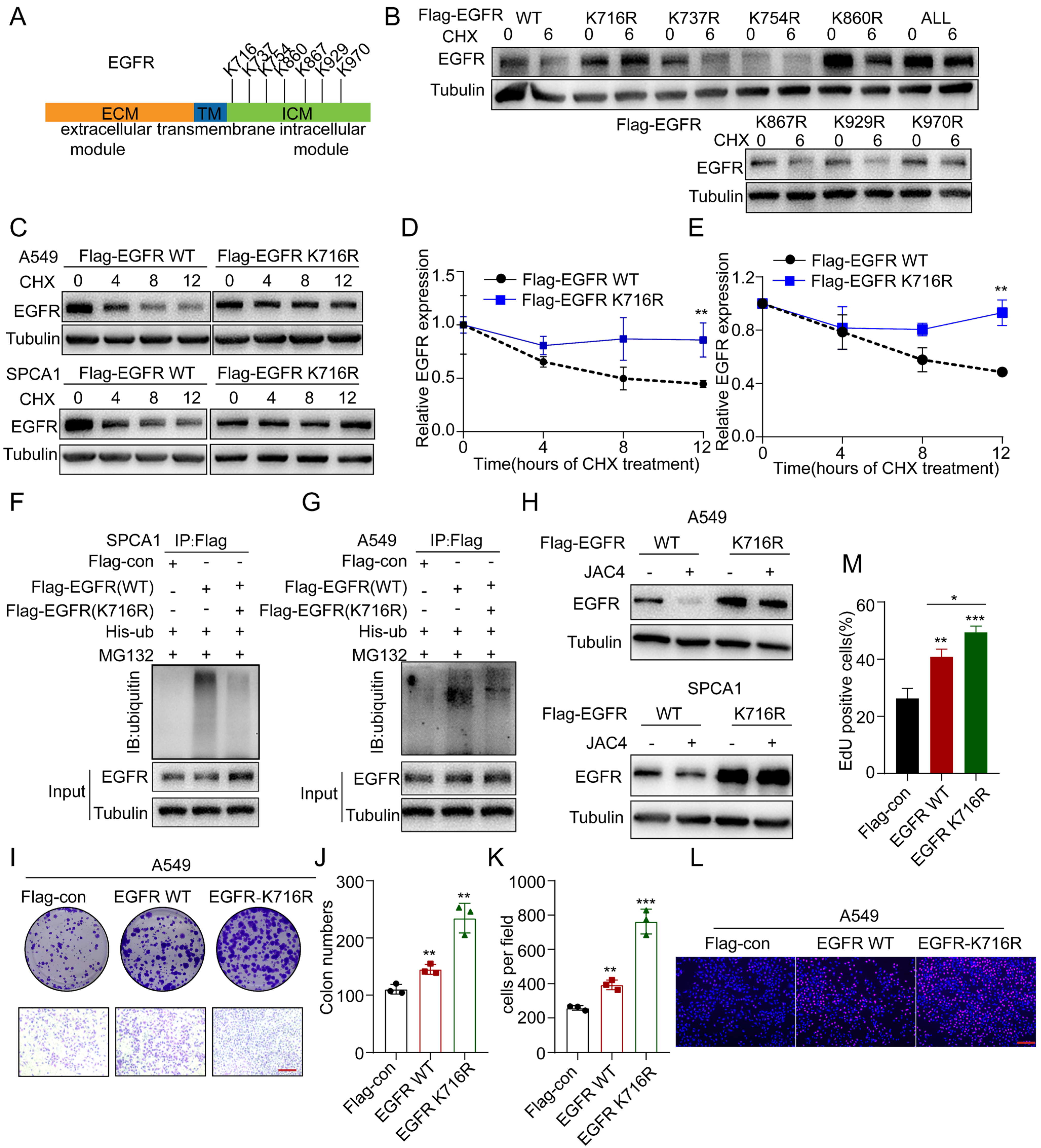 Ijms 24 08794 g005 Ijms 24 08794 g005