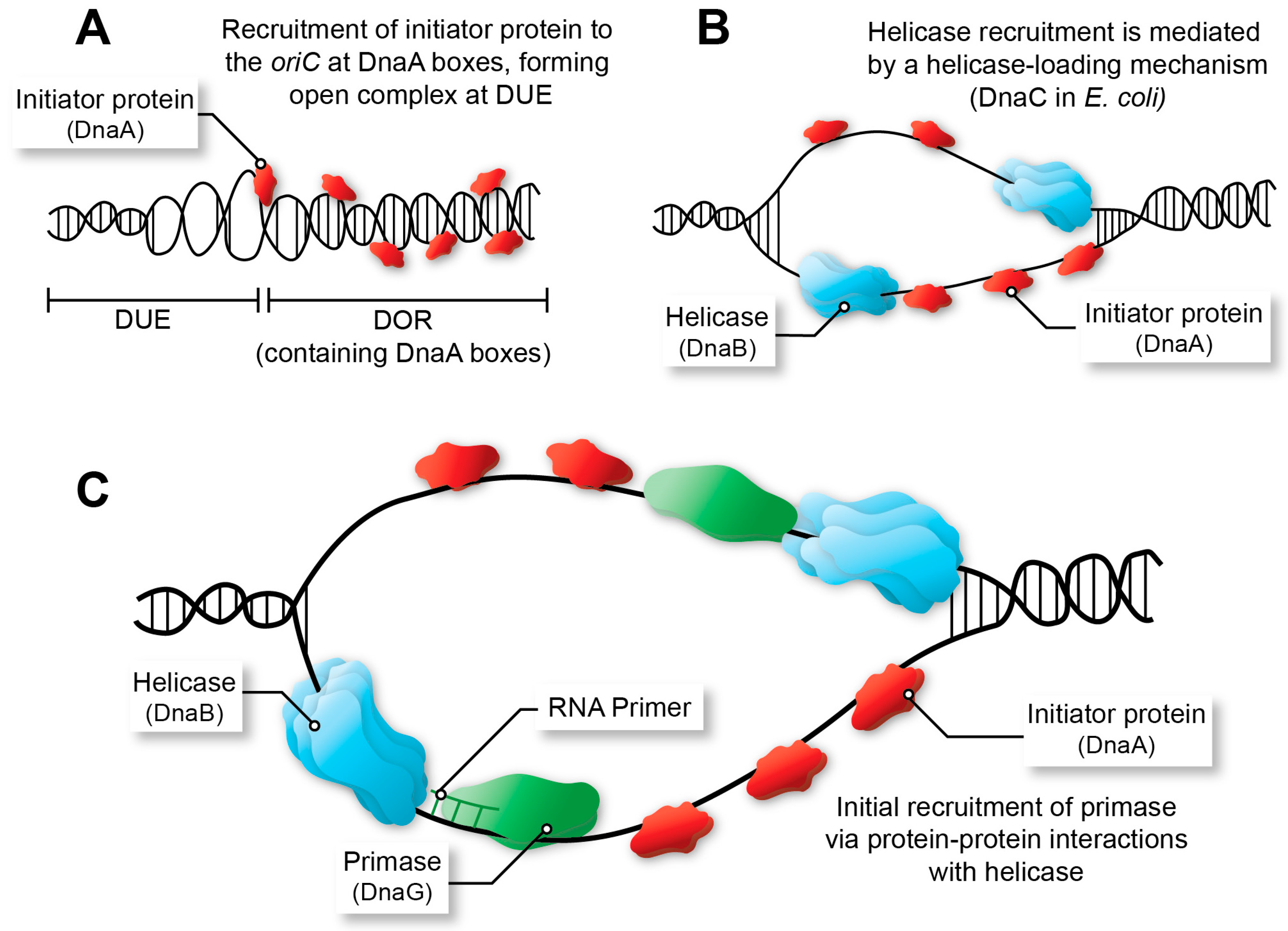 Dna Replikation Bei E Coli IJMS | Free Full-Text | Inhibition of Replication Fork Formation and
